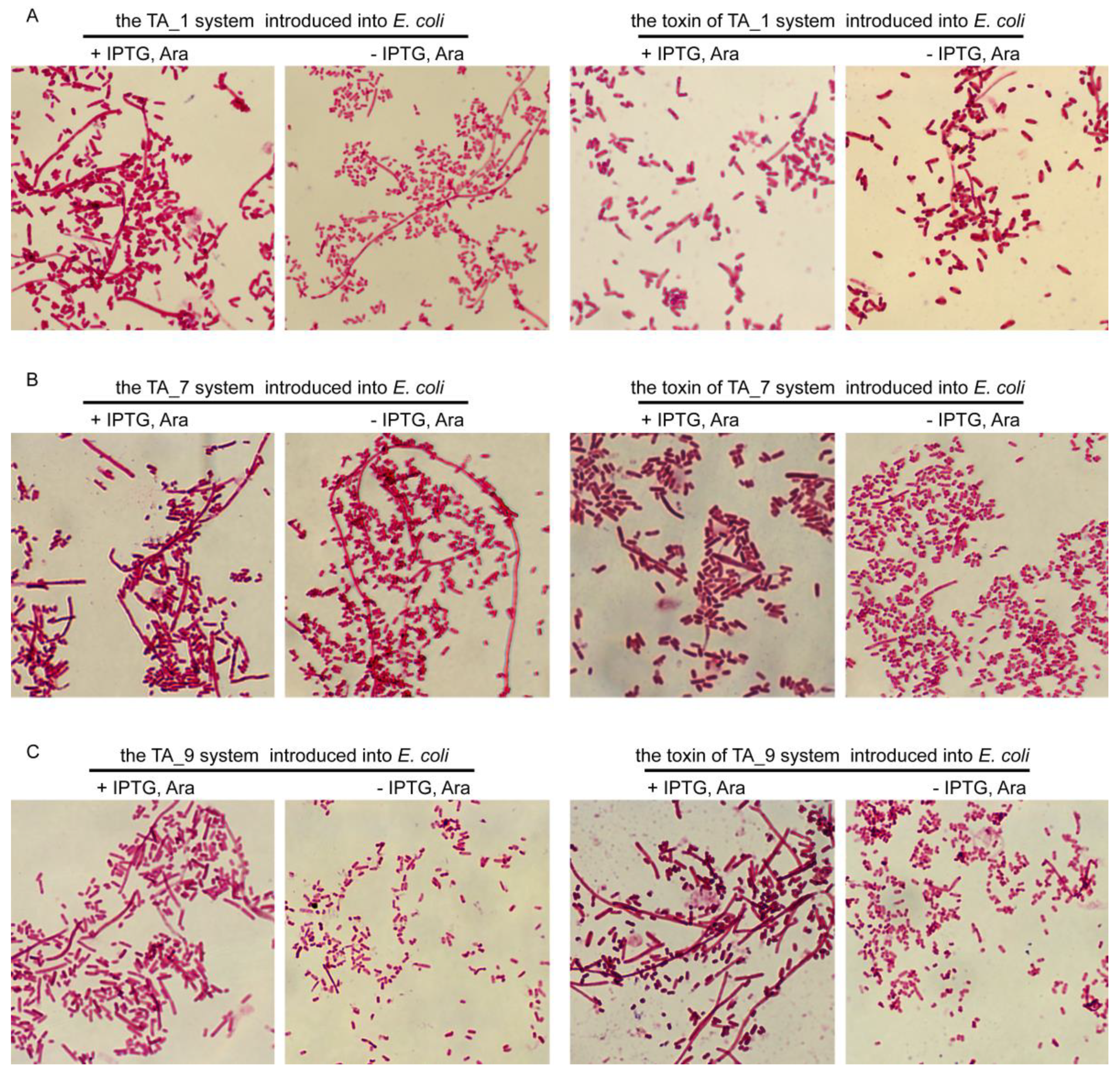 Toxins Free Full Text Identification Of Three Type Ii Toxin Antitoxin Systems In Streptococcus Suis Serotype 2 Html Toxins Free Full Text Identification Of Three Type Ii Toxin Antitoxin Systems In Streptococcus Suis Serotype 2 Html