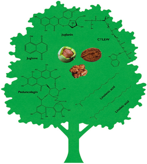 Natural Products to Fight Cancer: A Focus on Juglans regia