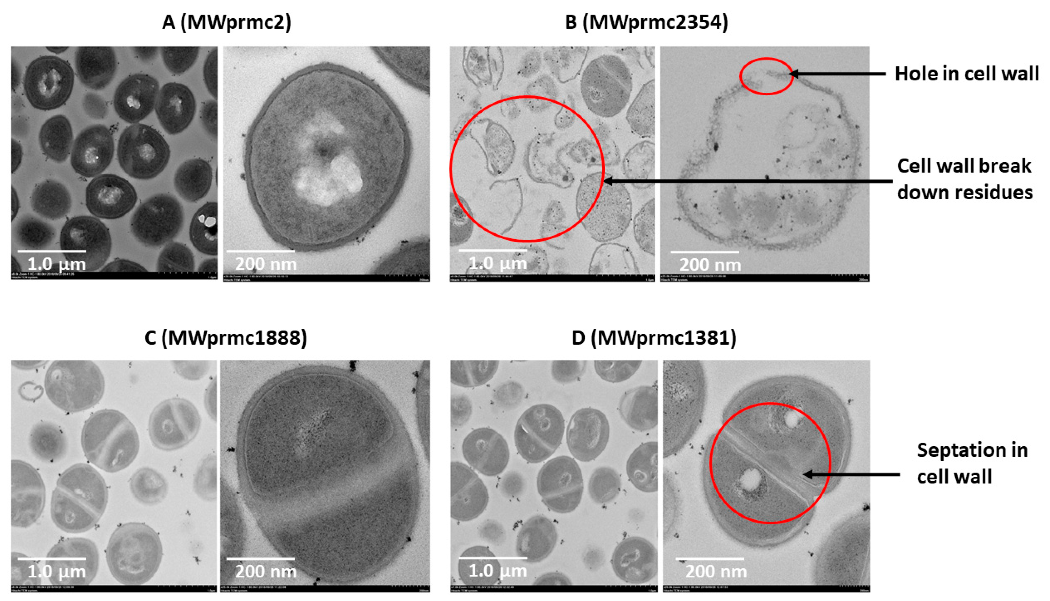 Toxins 10 00473 g008 Toxins 10 00473 g008