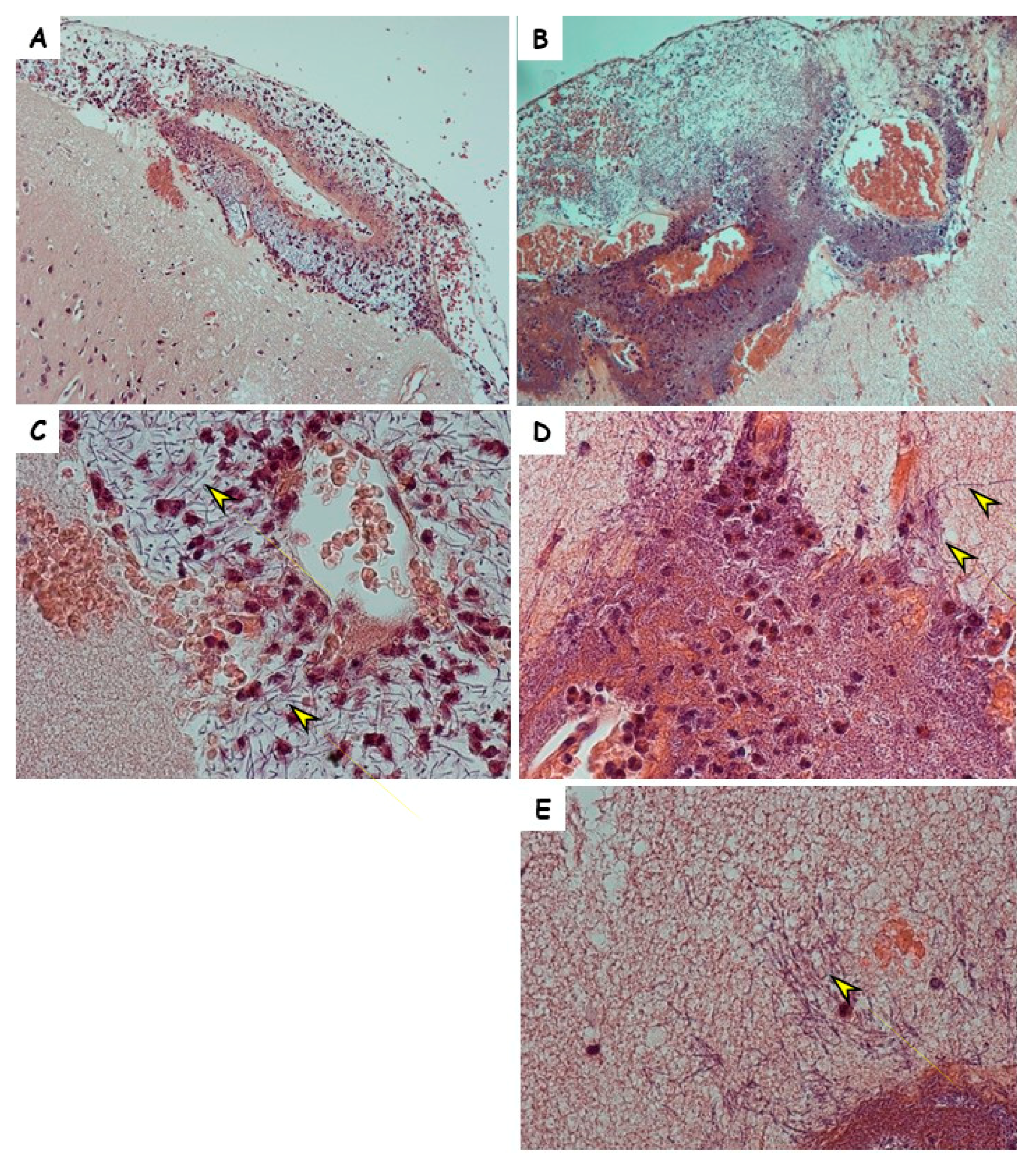 Toxins 10 00506 g003