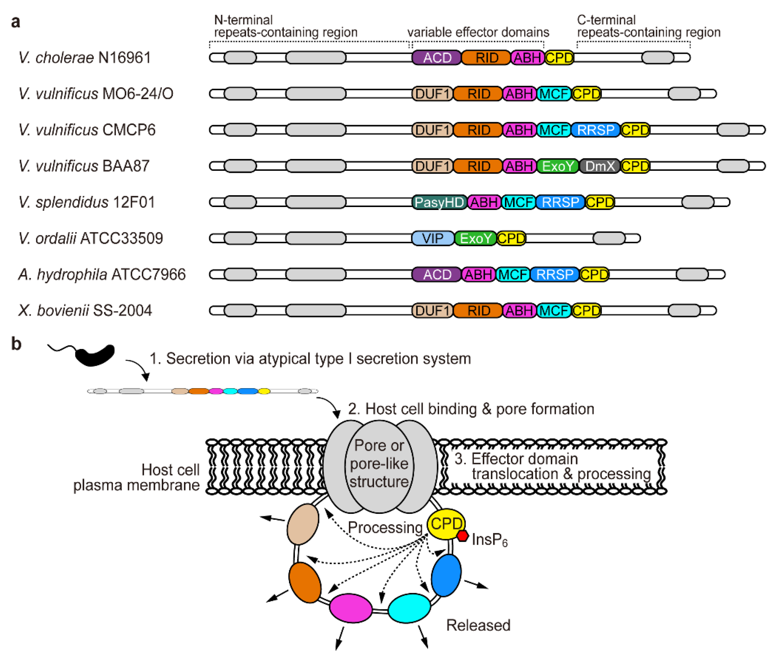 Toxins | Free Full-Text | The Modes of Action of MARTX Toxin Effector ...