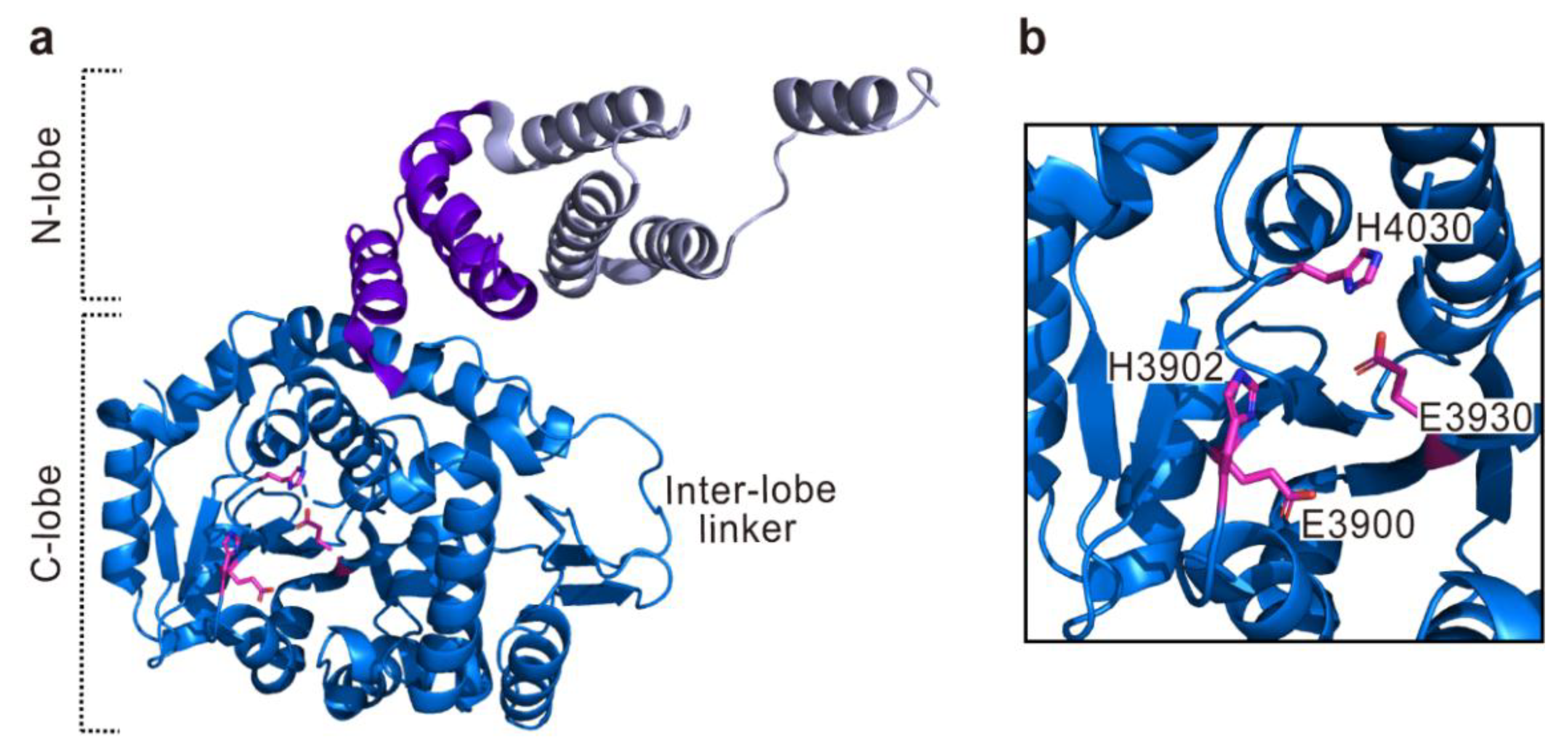 Toxins | Free Full-Text | The Modes of Action of MARTX Toxin Effector ...
