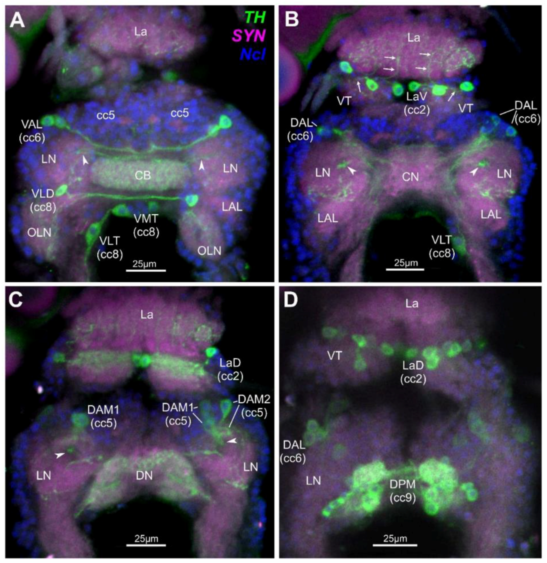 Toxins 10 00527 g001 Toxins 10 00527 g001