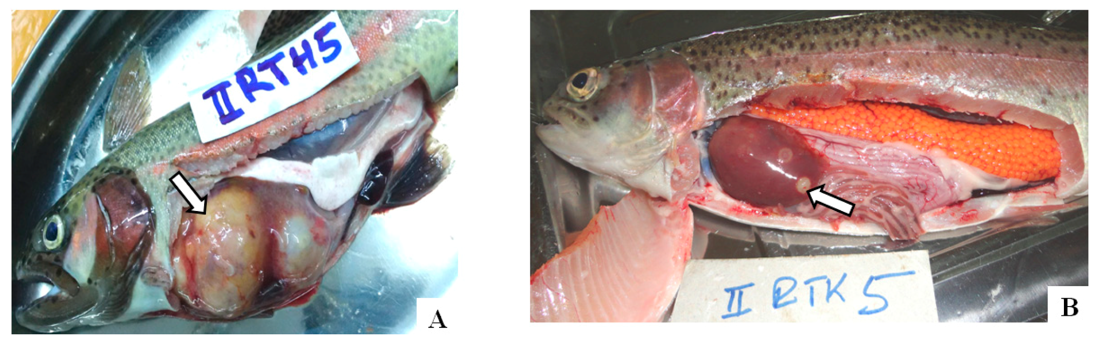 Toxins 10 00543 g005 Toxins 10 00543 g005
