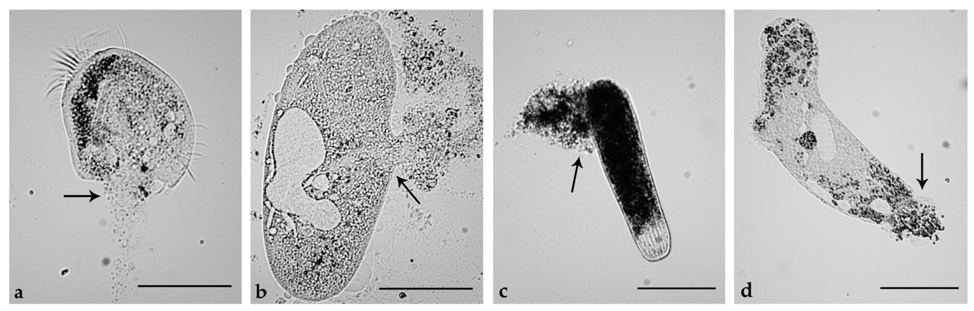 Toxins 11 00042 g010