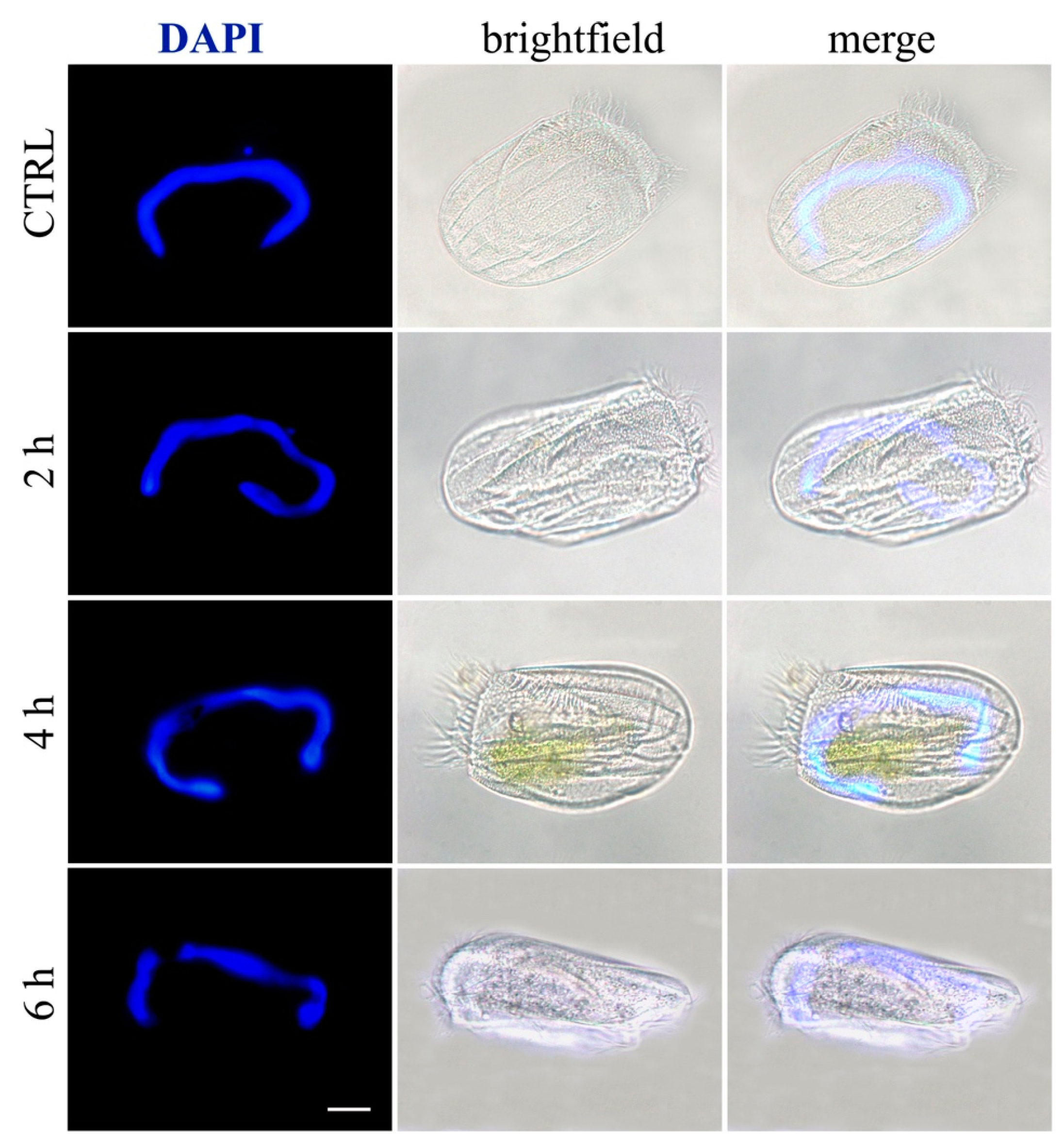 Toxins 11 00042 g012