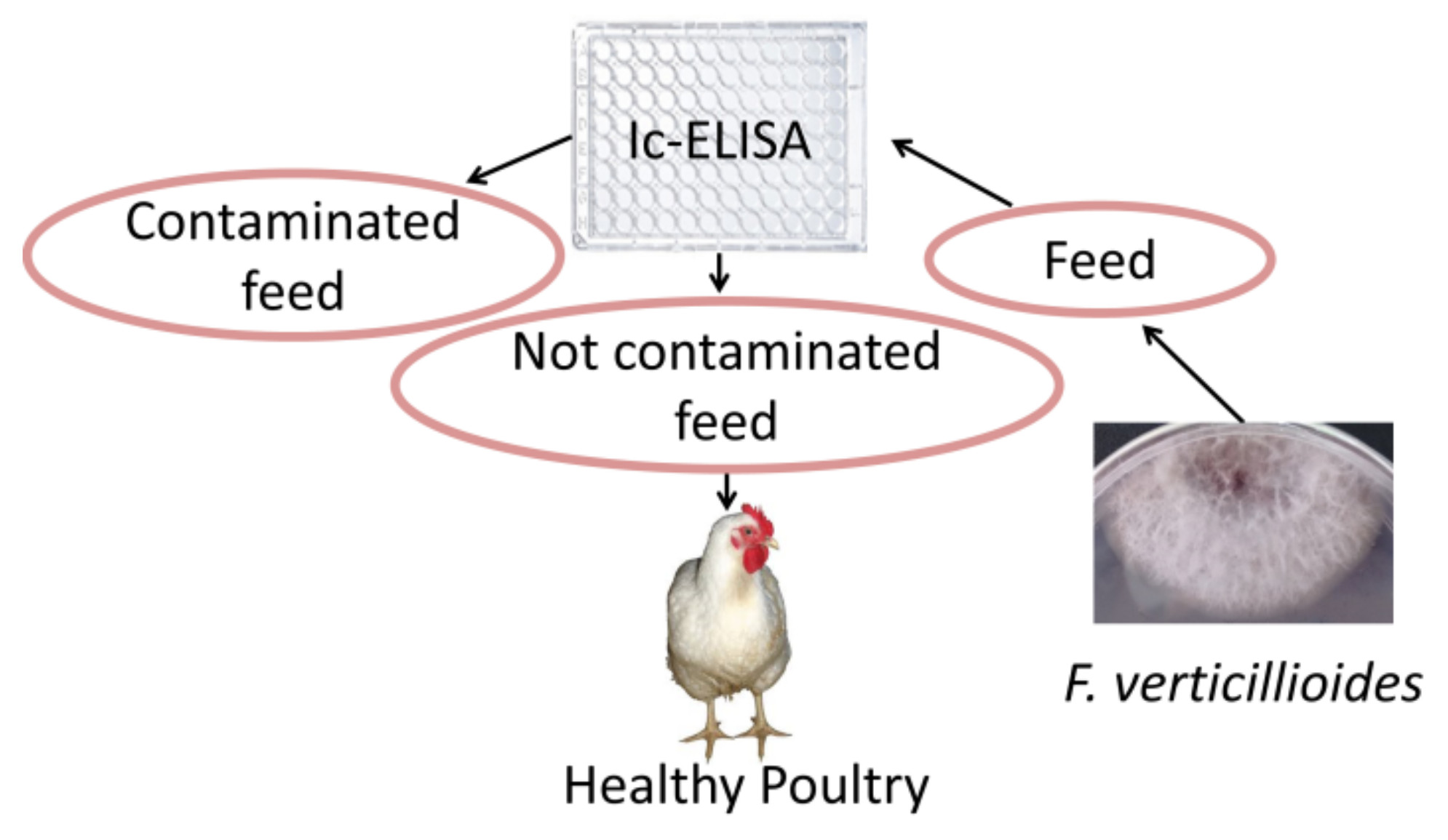 toxins-free-full-text-development-of-indirect-competitive-enzyme