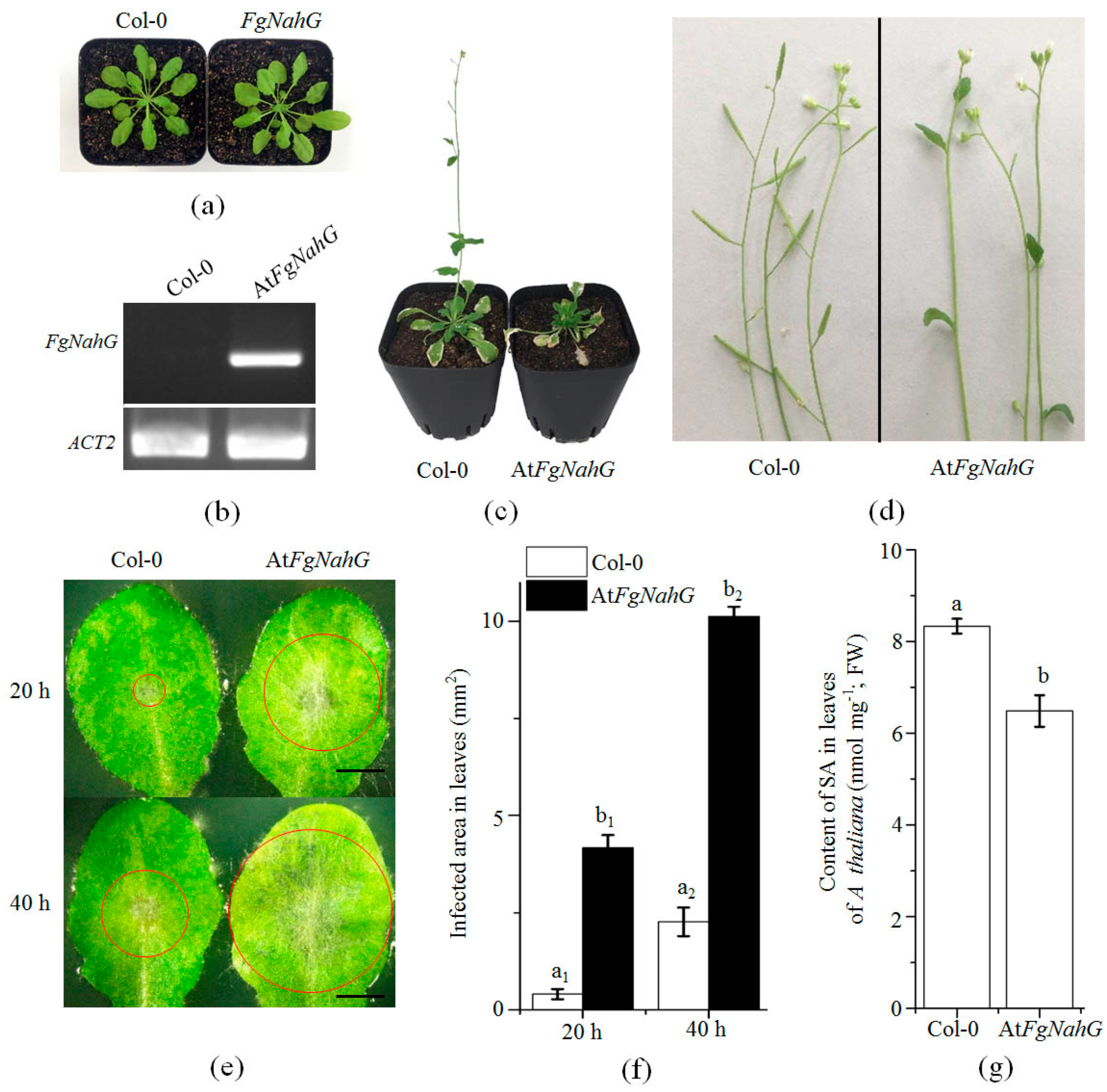 Toxins 11 00059 g008 Toxins 11 00059 g008