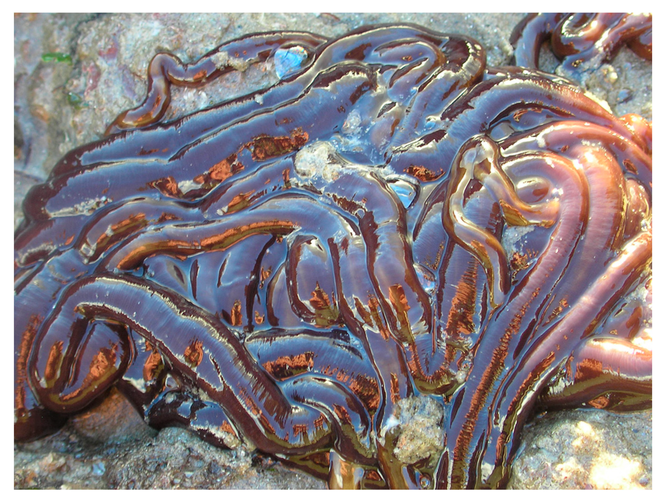 Самые тяжелые организмы. Линеус лонгиссимус червь. Ленточный червь линеус лонгизимус.