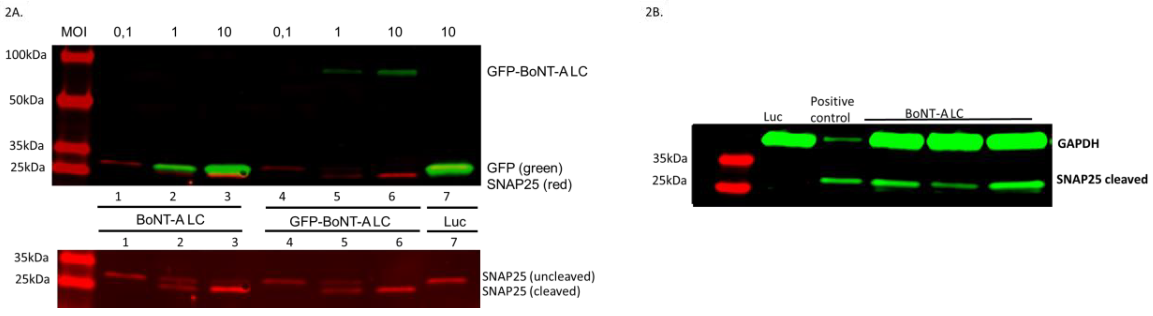 Toxins 11 00123 g002
