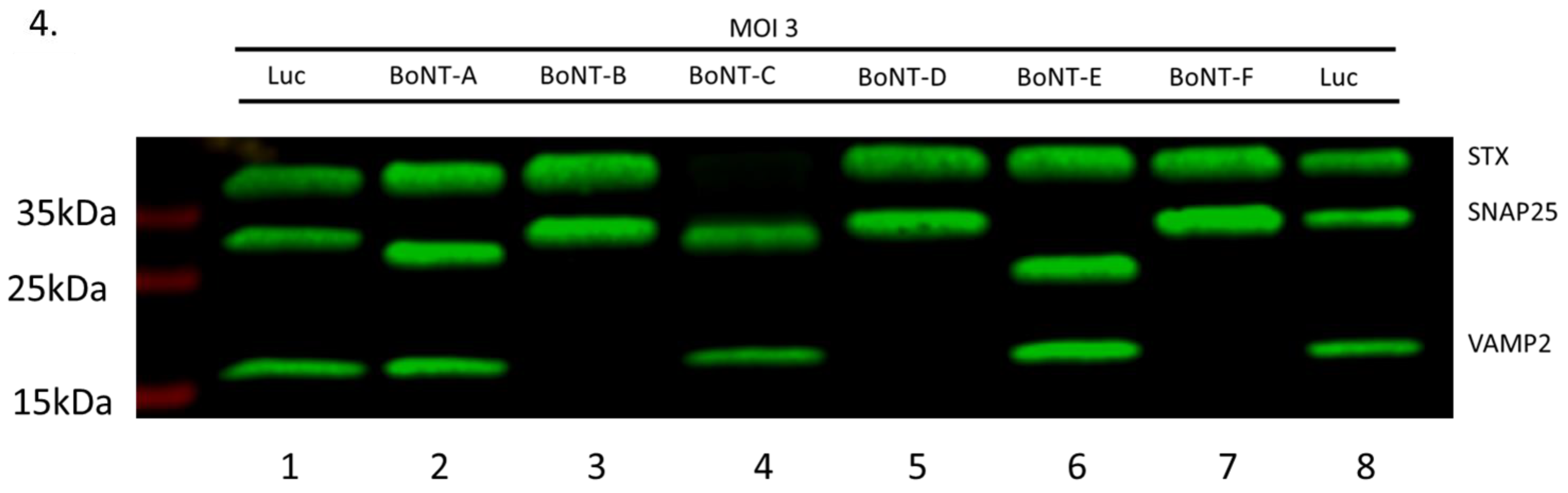 Toxins 11 00123 g004