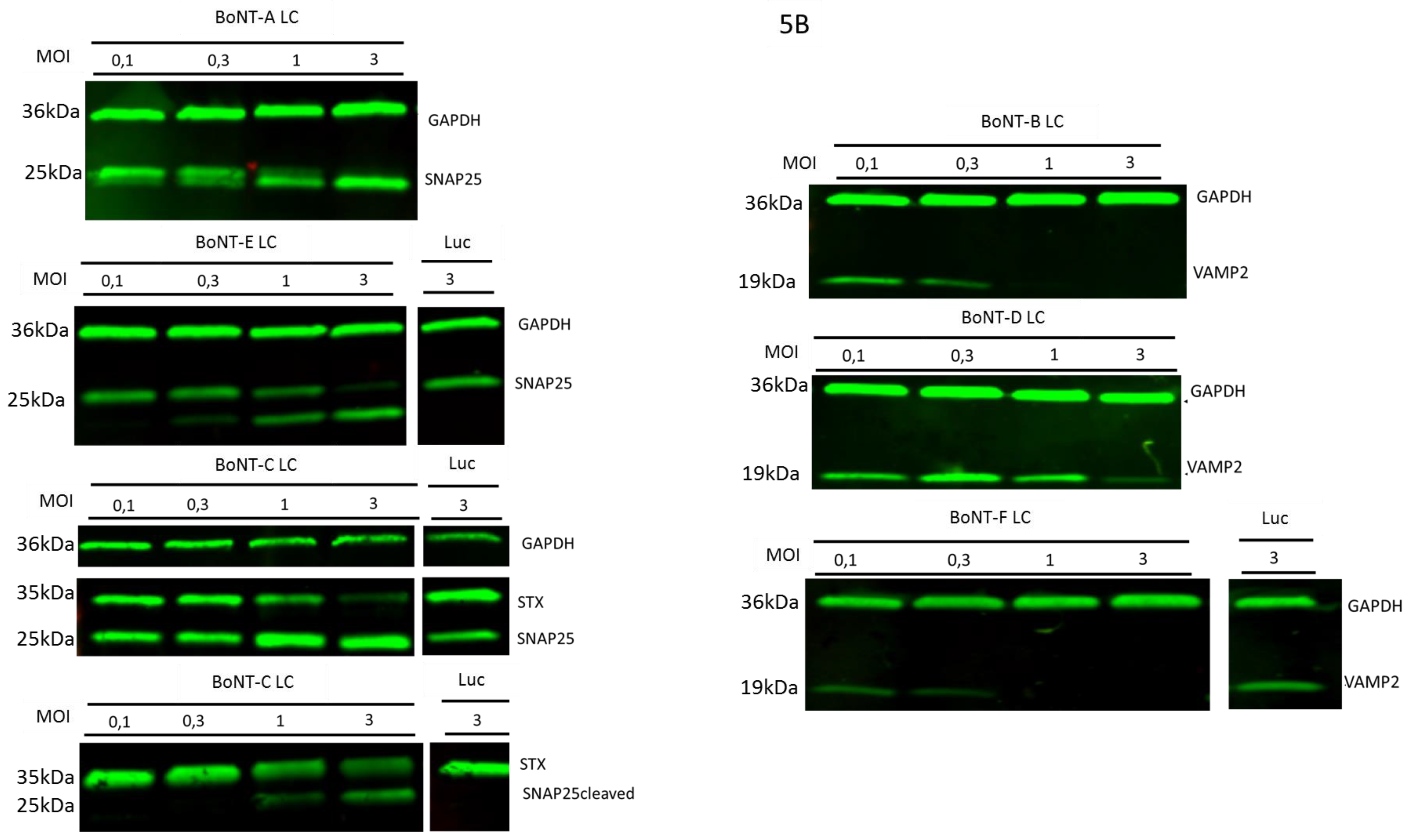 Toxins 11 00123 g005b
