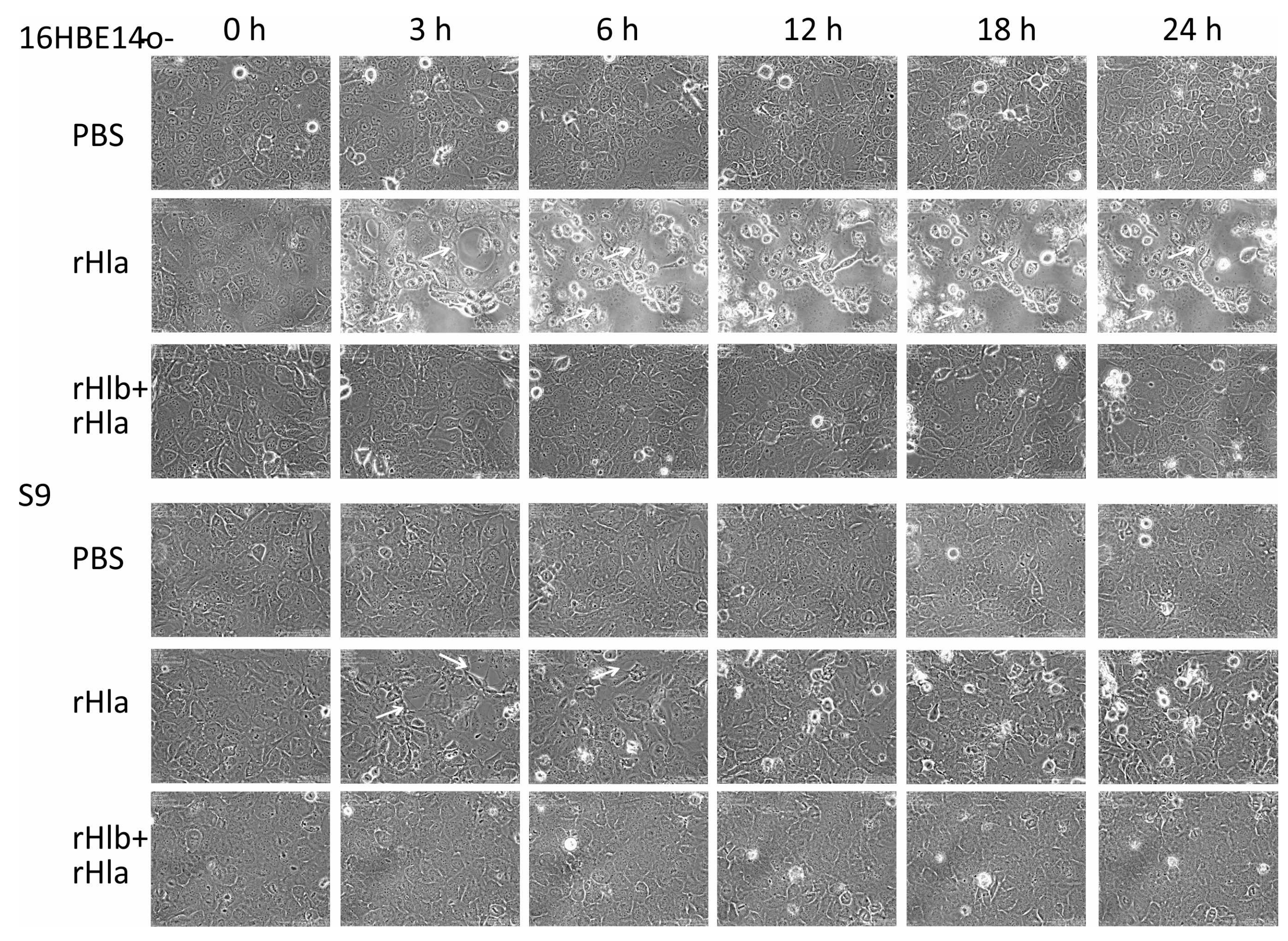 Toxins 11 00126 g003