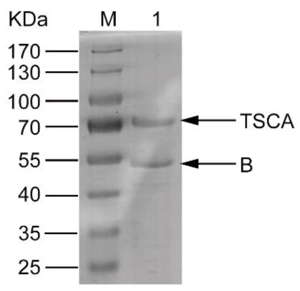 Toxins 11 00130 g001