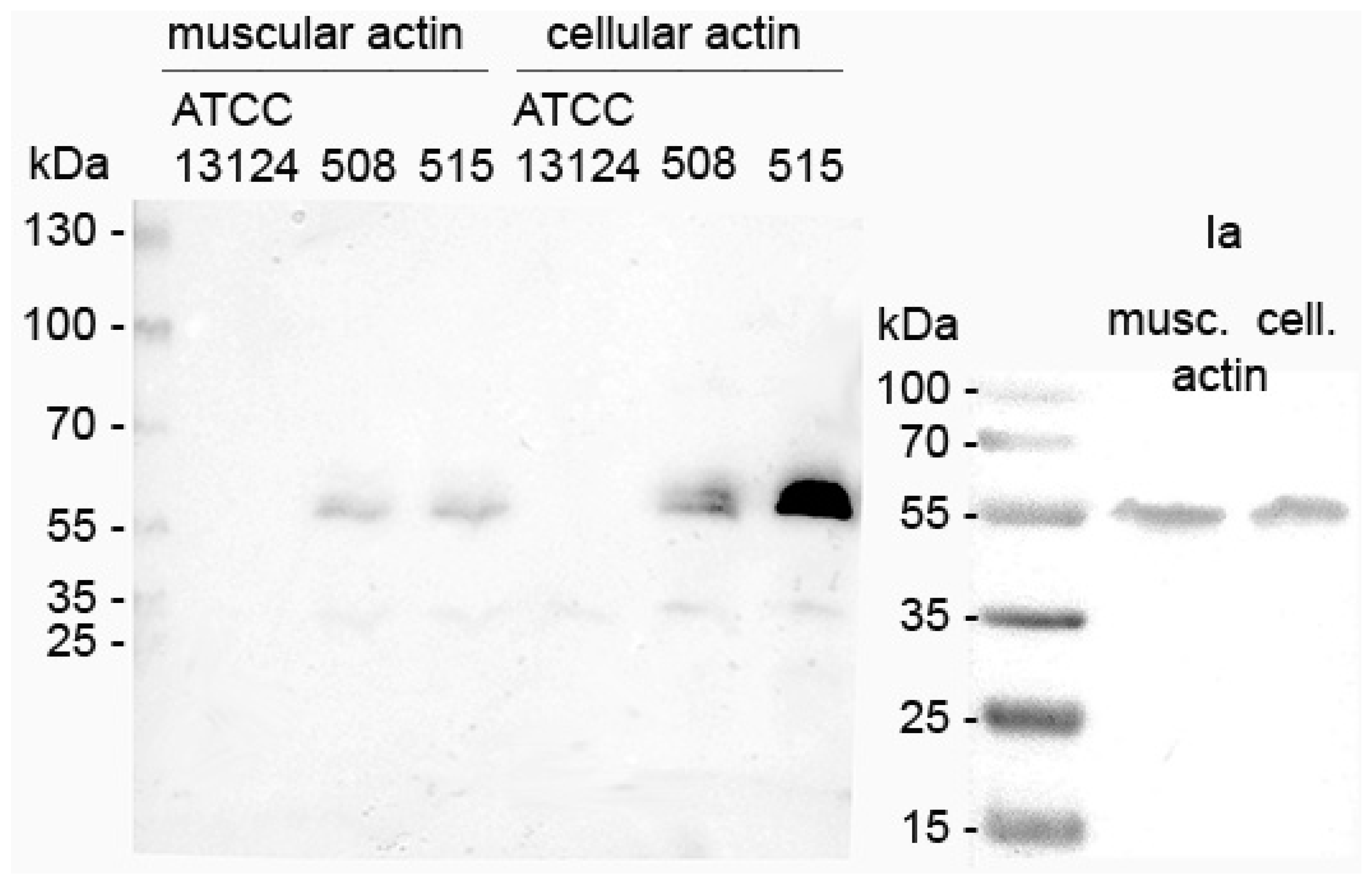 Toxins 11 00138 g002 Toxins 11 00138 g002