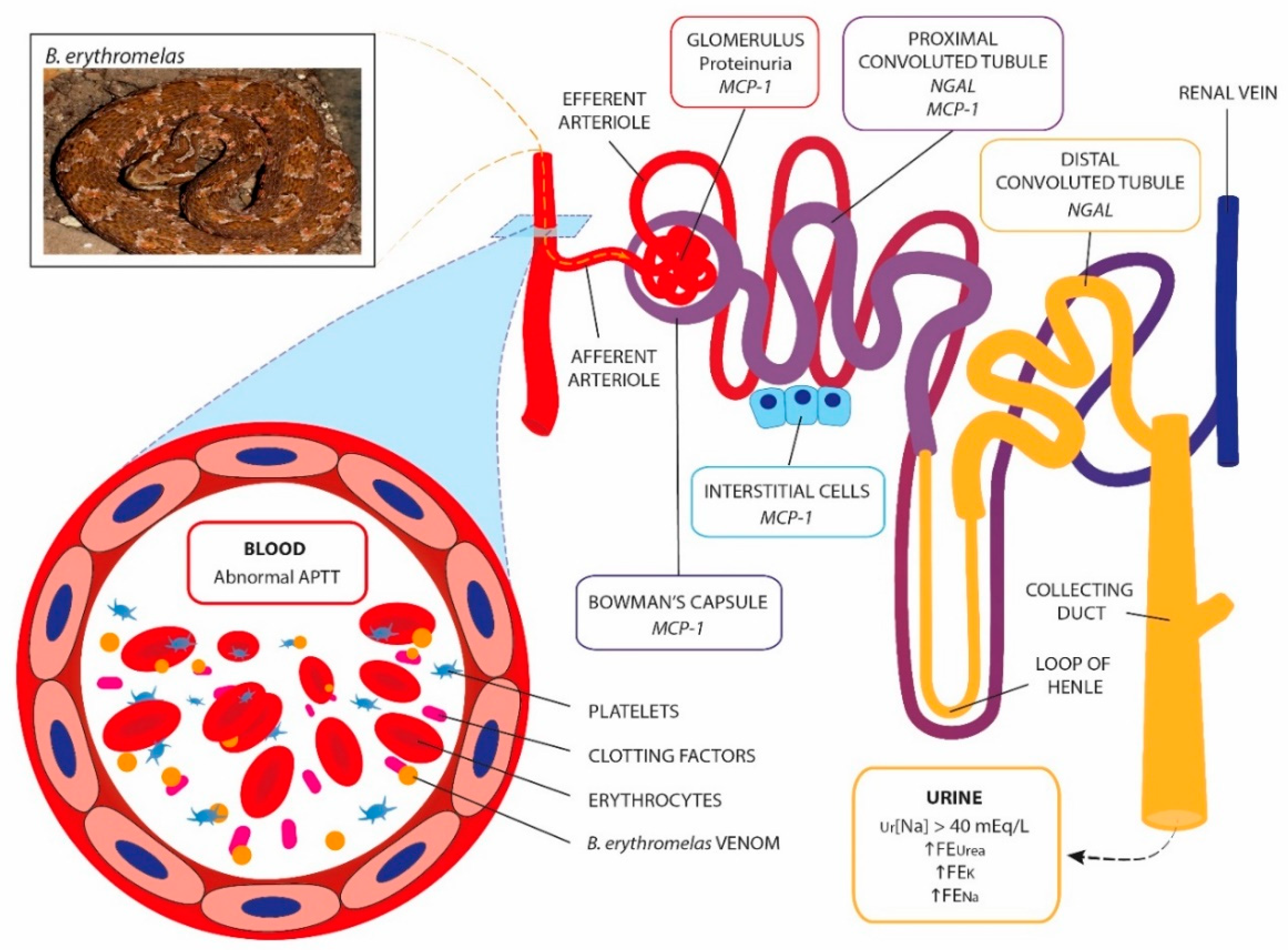 Toxins 11 00148 g005 Toxins 11 00148 g005