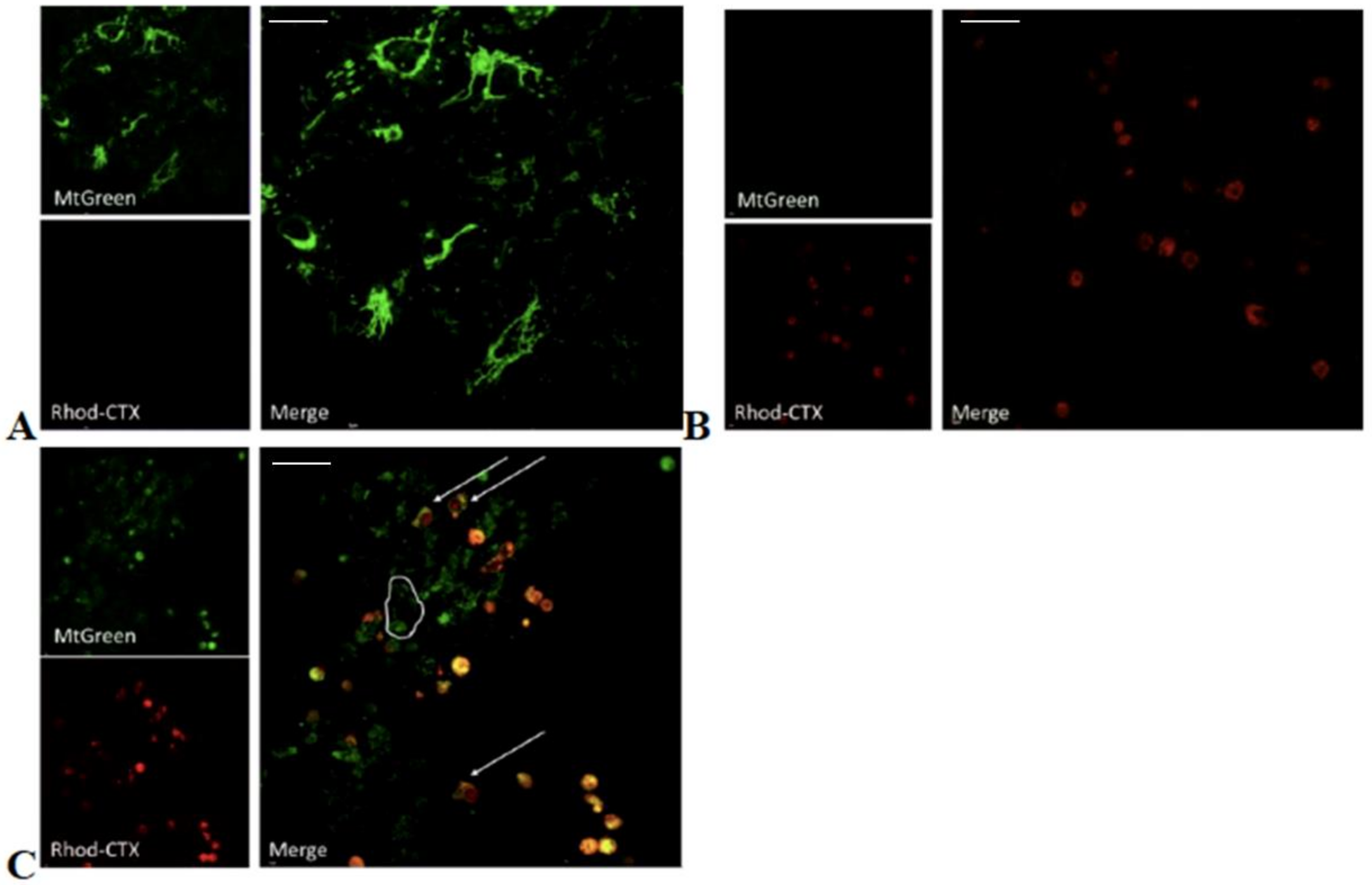 Toxins 11 00152 g004