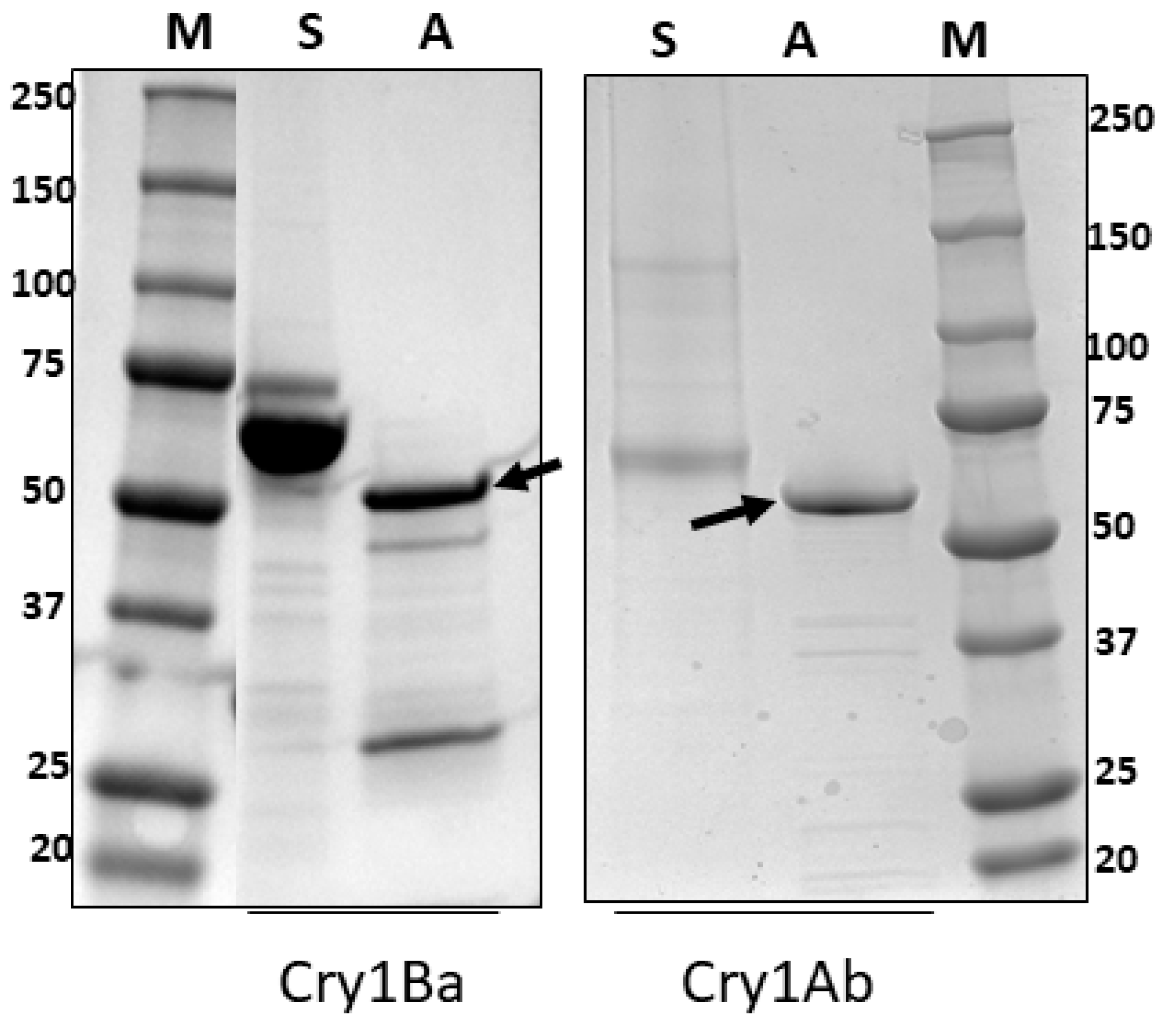 Toxins 11 00173 g002