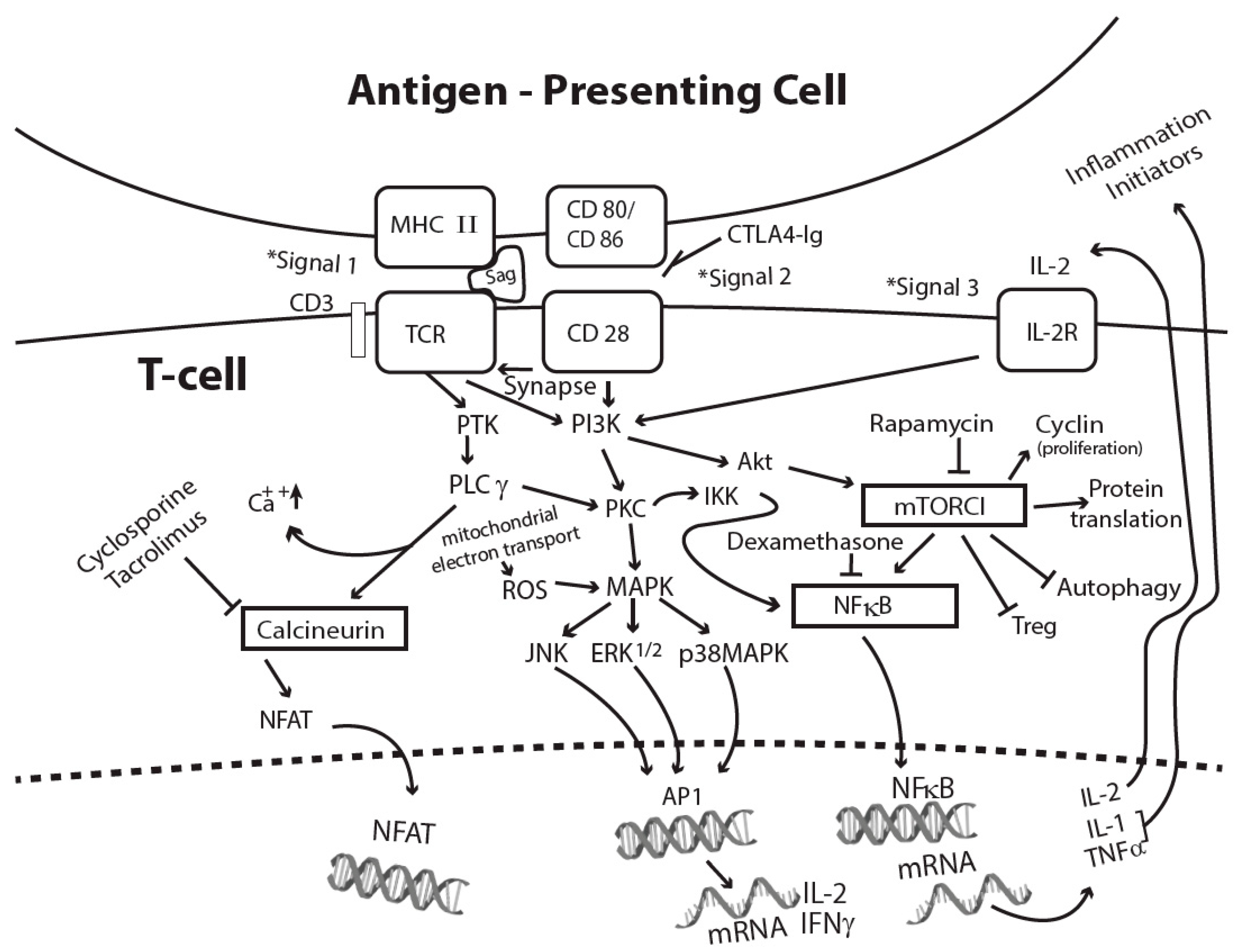 Superantigens: a brief review with special emphasis on dermatologic diseases