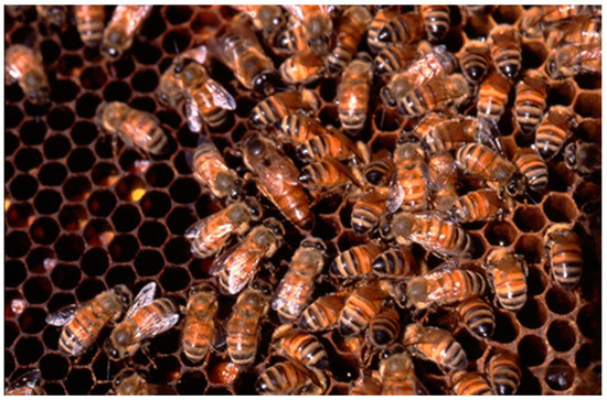 The Mechanics of Pellet-Carrying Honey Bees