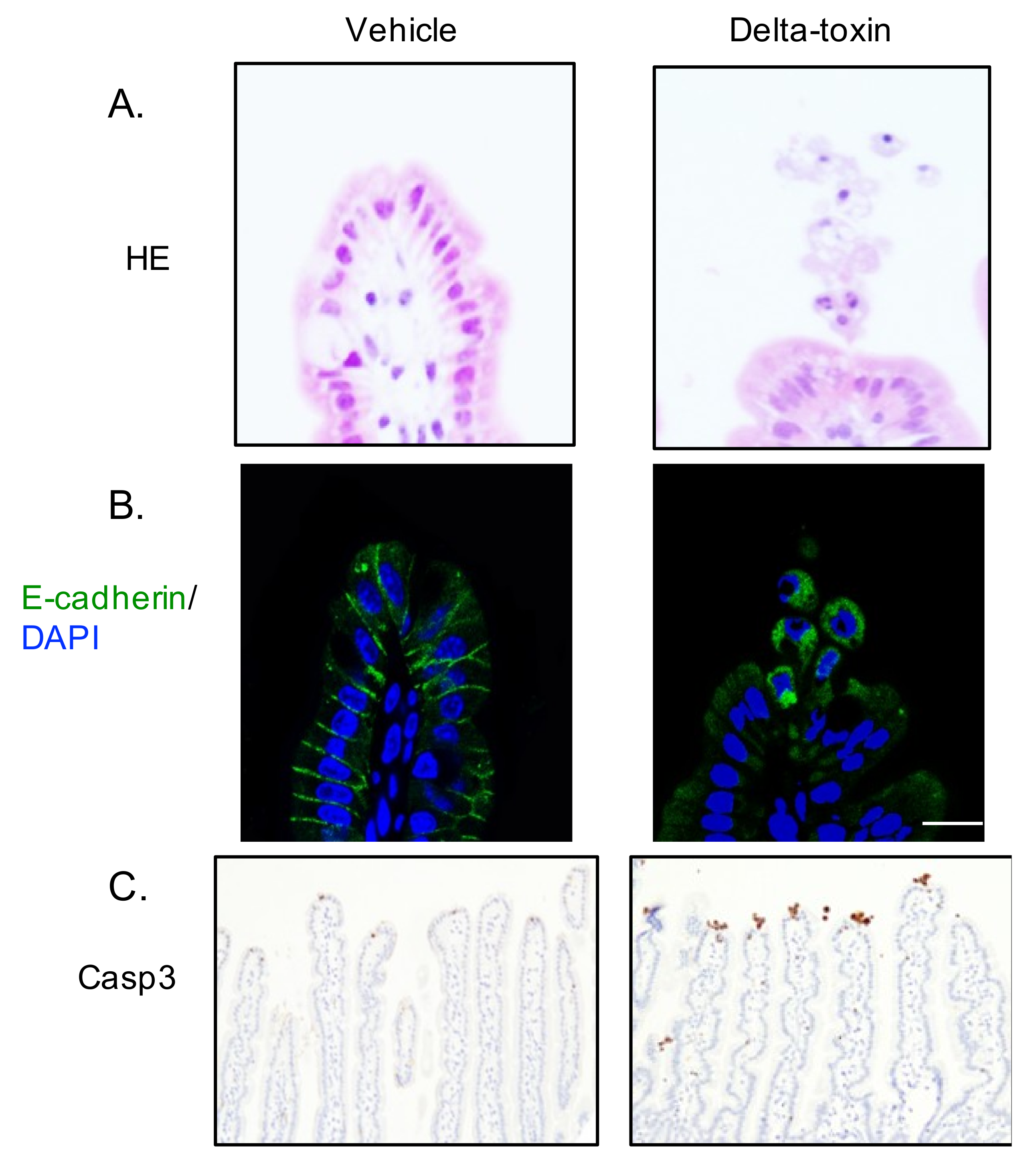 Toxins 11 00232 g004