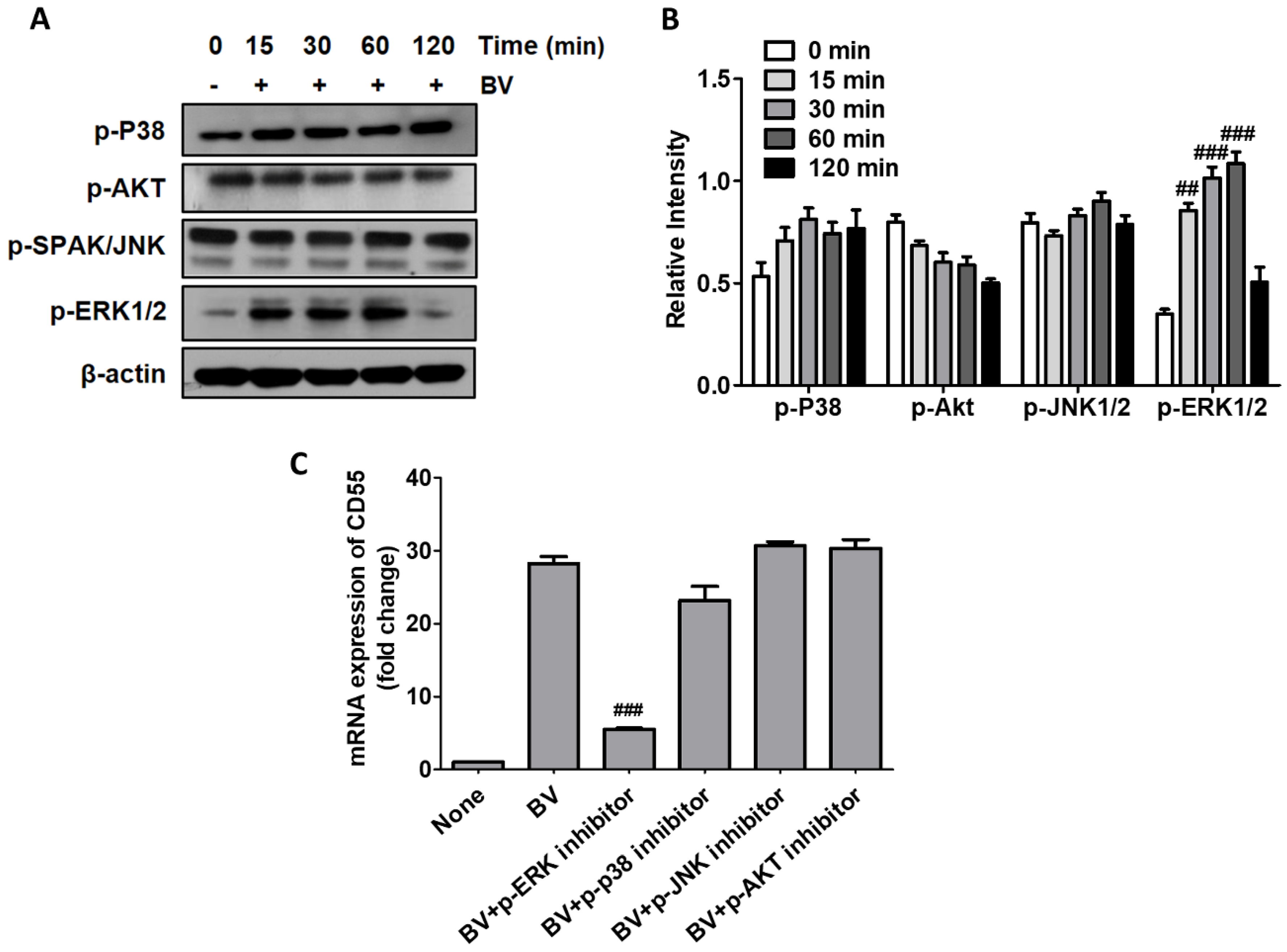 Toxins 11 00239 g002