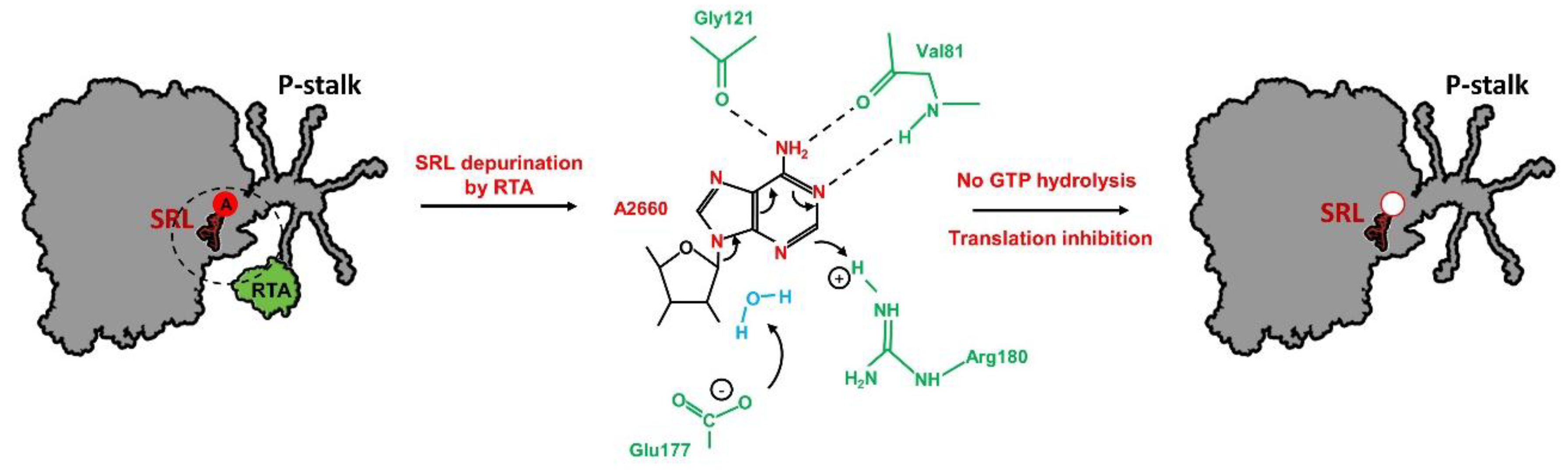 Toxins 11 00241 g004 Toxins 11 00241 g004