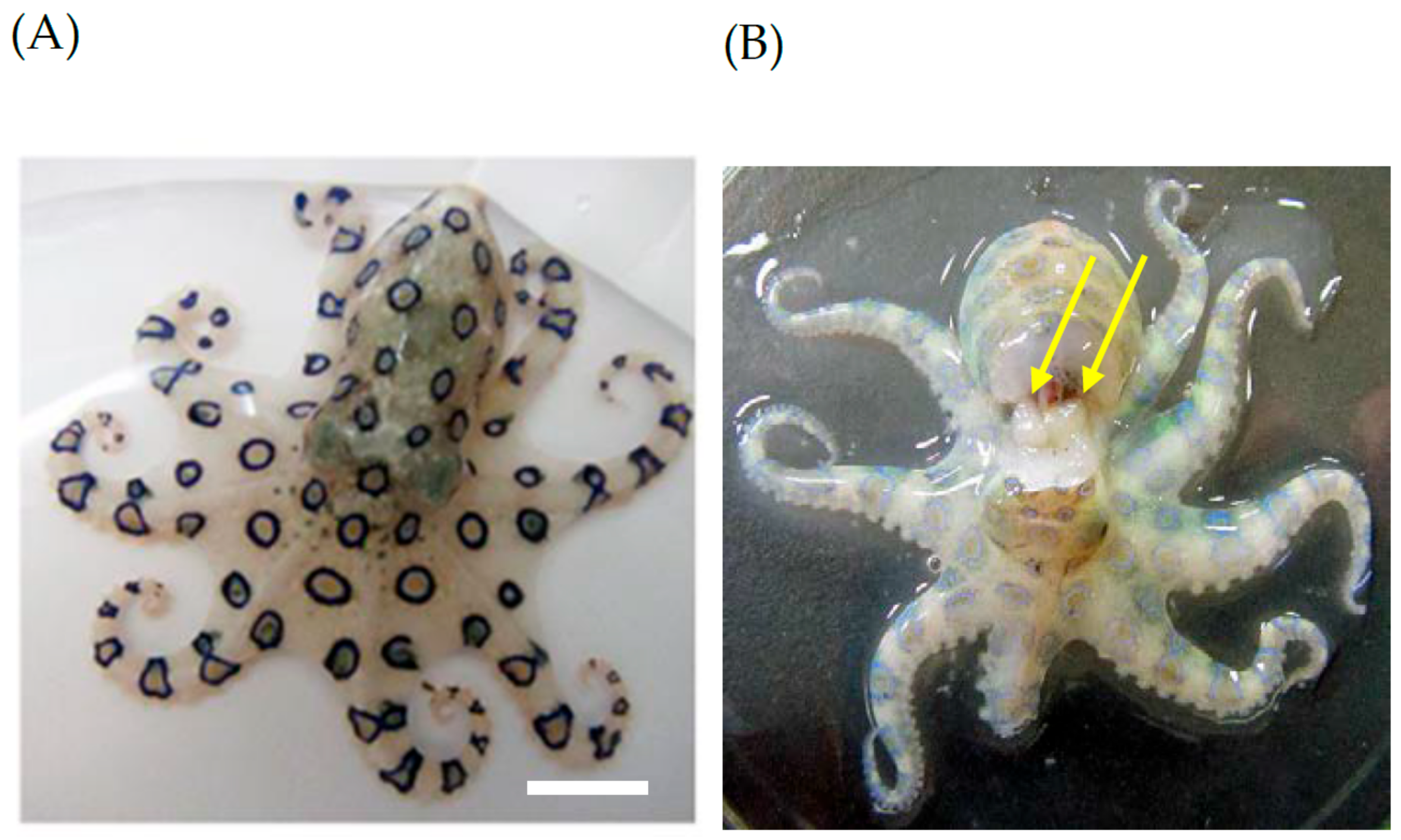 Geographical distribution of the blue-lined octopus observed in the... |  Download Scientific Diagram