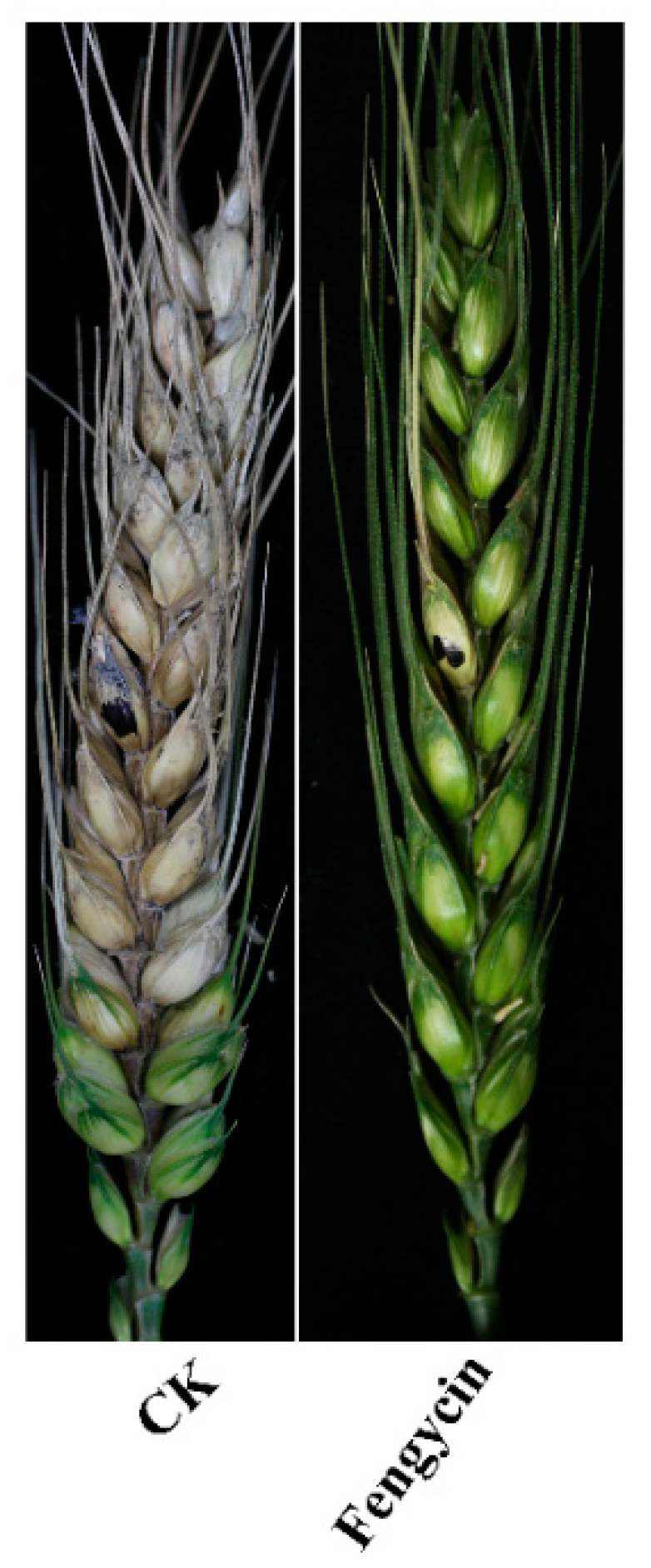 Toxins 11 00295 g004