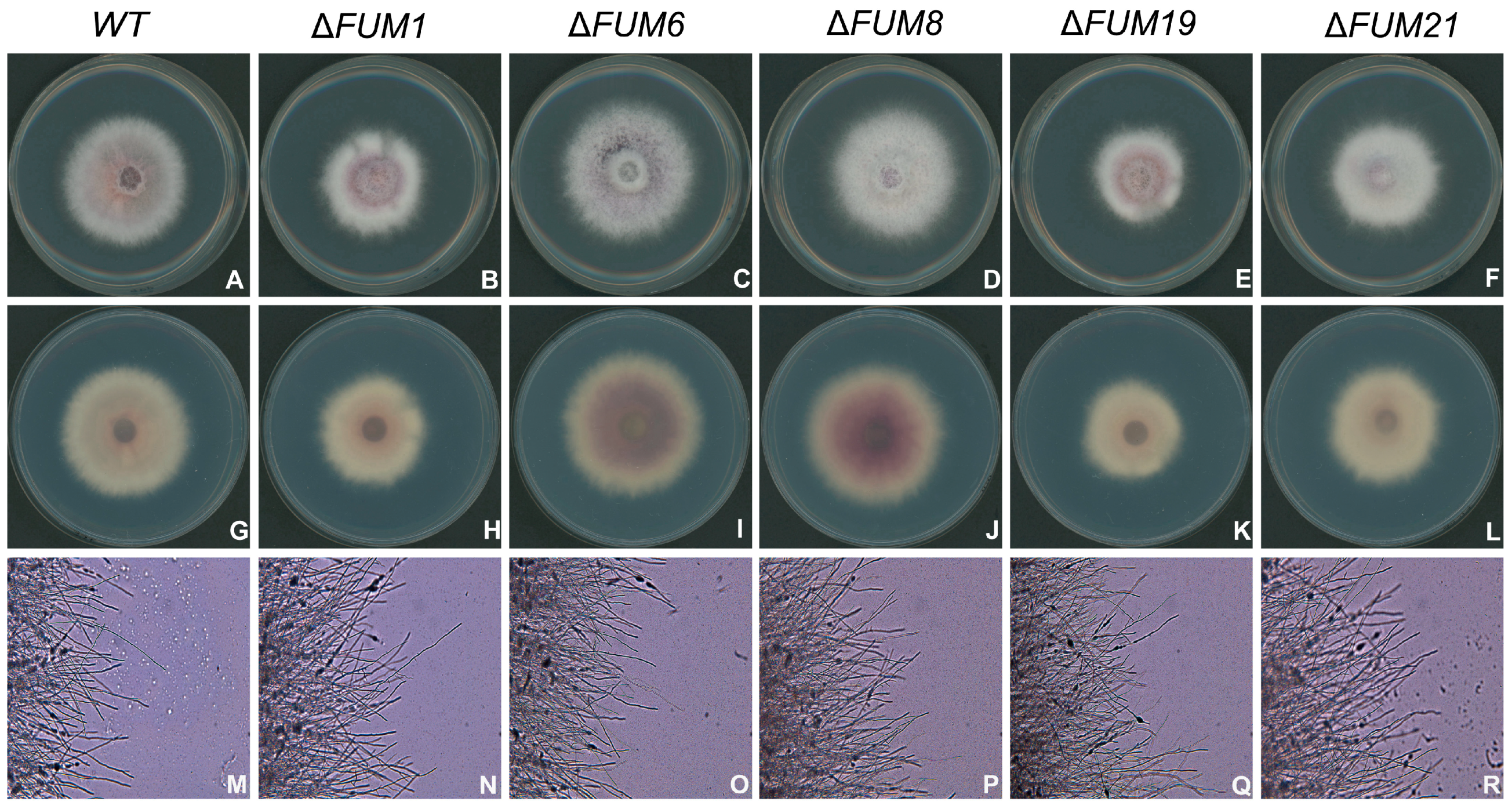 Toxins 11 00327 g002