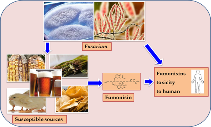Toxins Free Full Text Fumonisins Impact On Agriculture Food And Human Health And Their Management Strategies Html