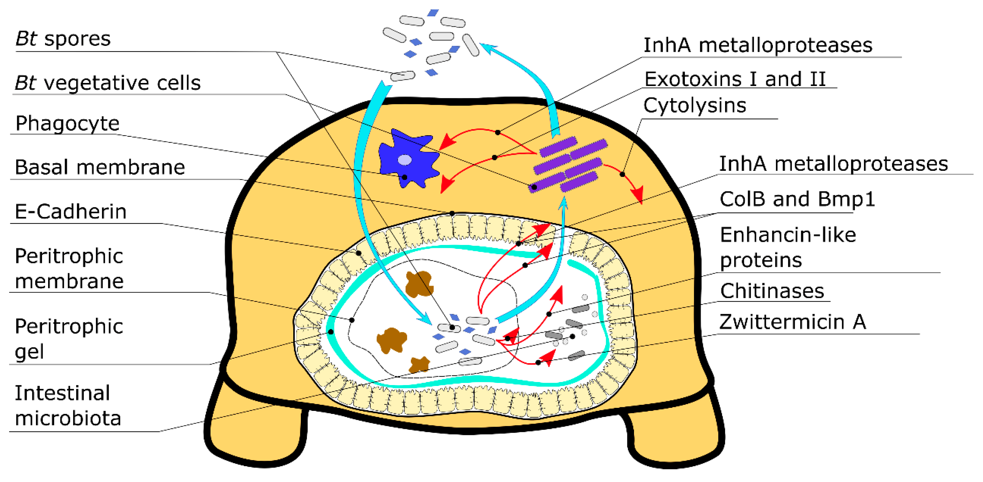 Toxins 11 00347 g001