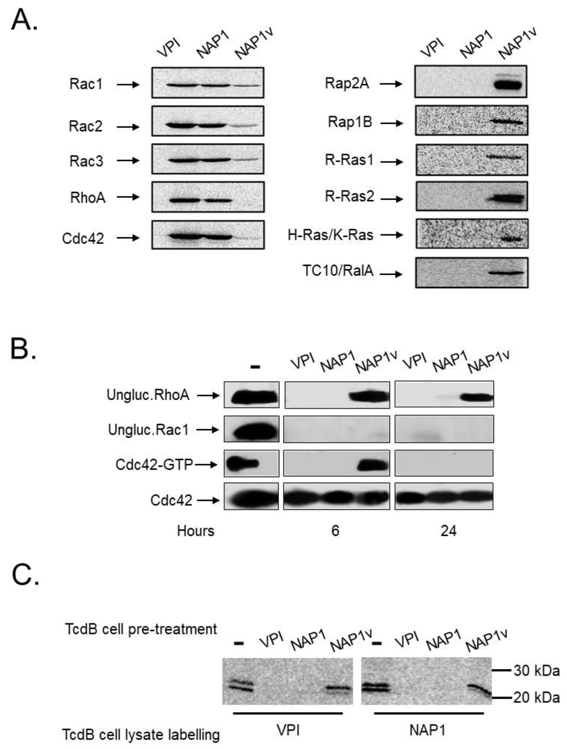 Toxins 11 00348 g005