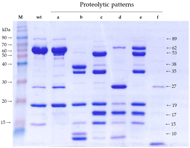 Toxins 11 00368 g001