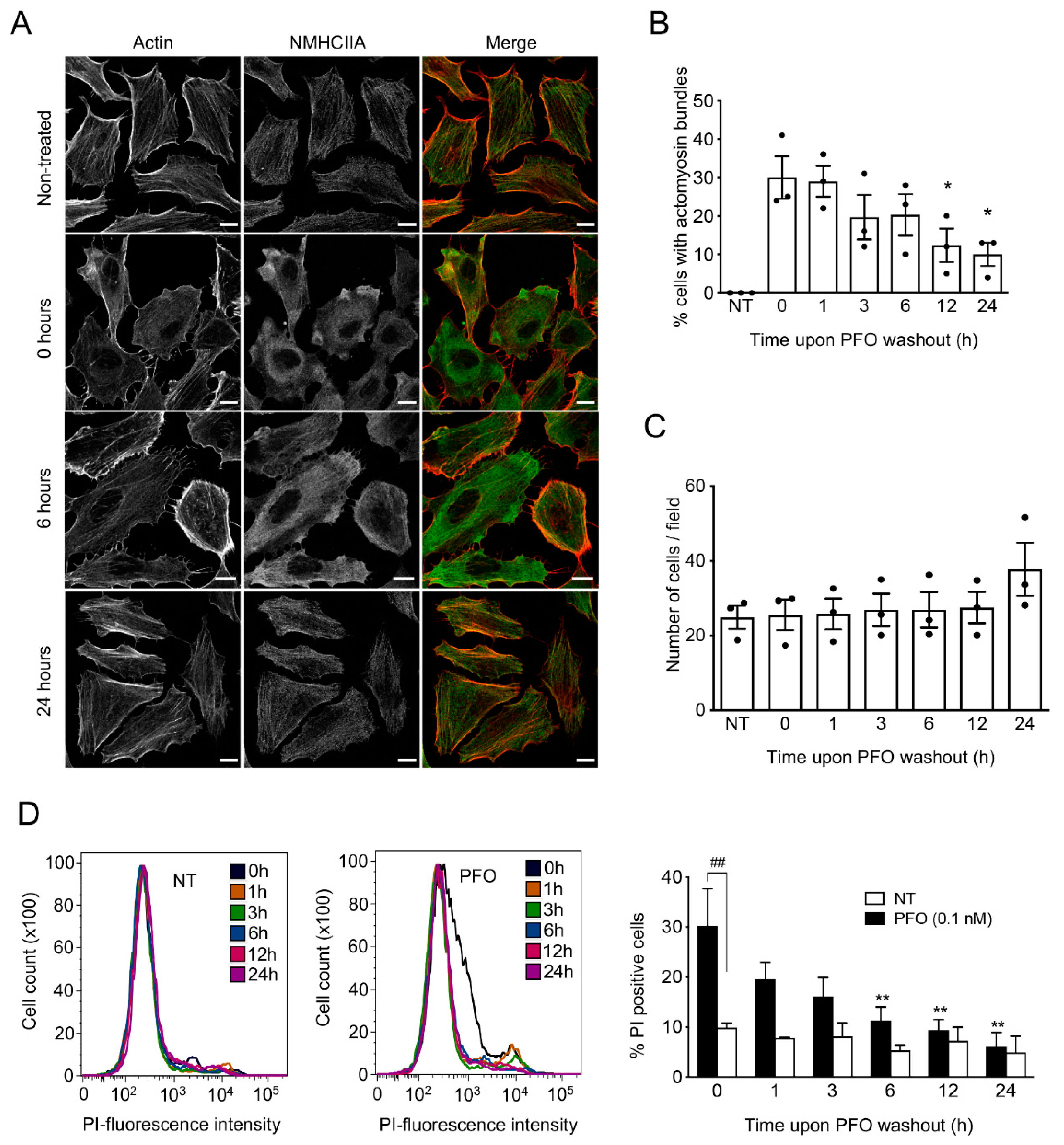 Toxins Free Full Text Perfringolysin O Induced Plasma Membrane Pores Trigger Actomyosin Remodeling And Endoplasmic Reticulum Redistribution Html