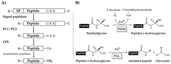 Toxins Free Full Text The Dual A Amidation System In Scorpion Venom Glands