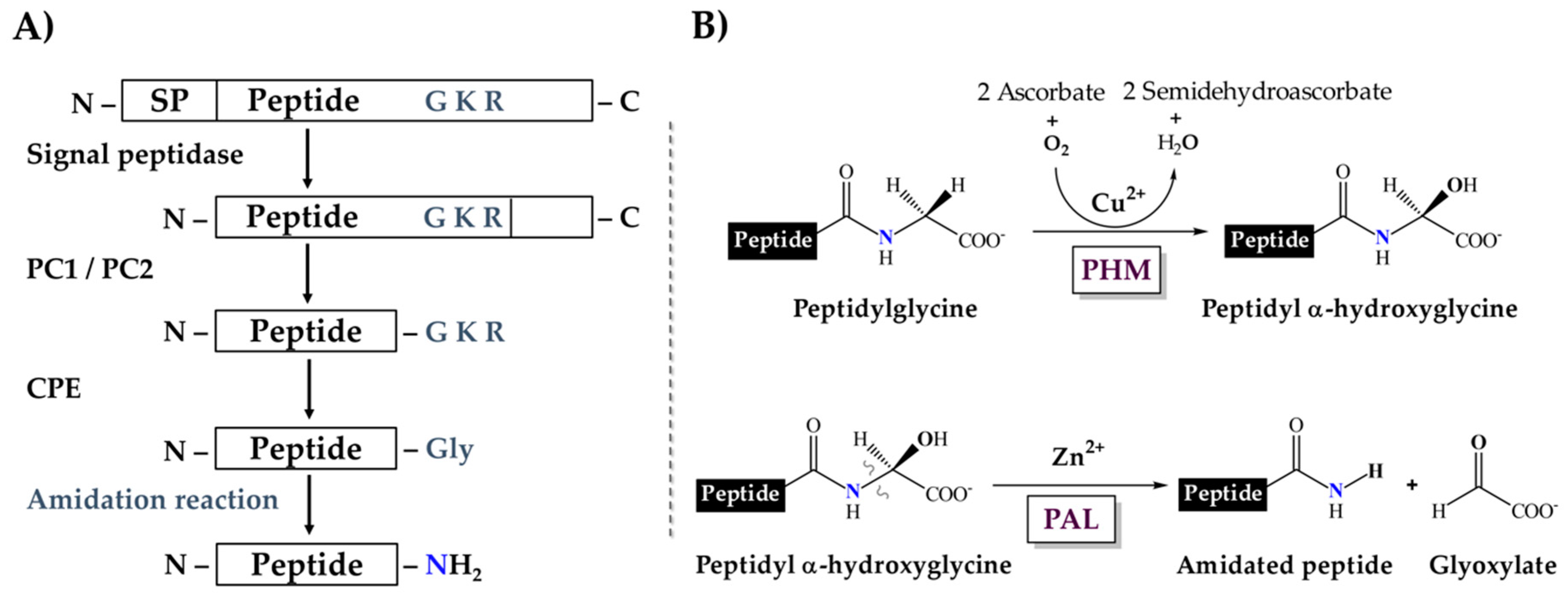Toxins Free Full Text The Dual A Amidation System In Scorpion Venom Glands Html