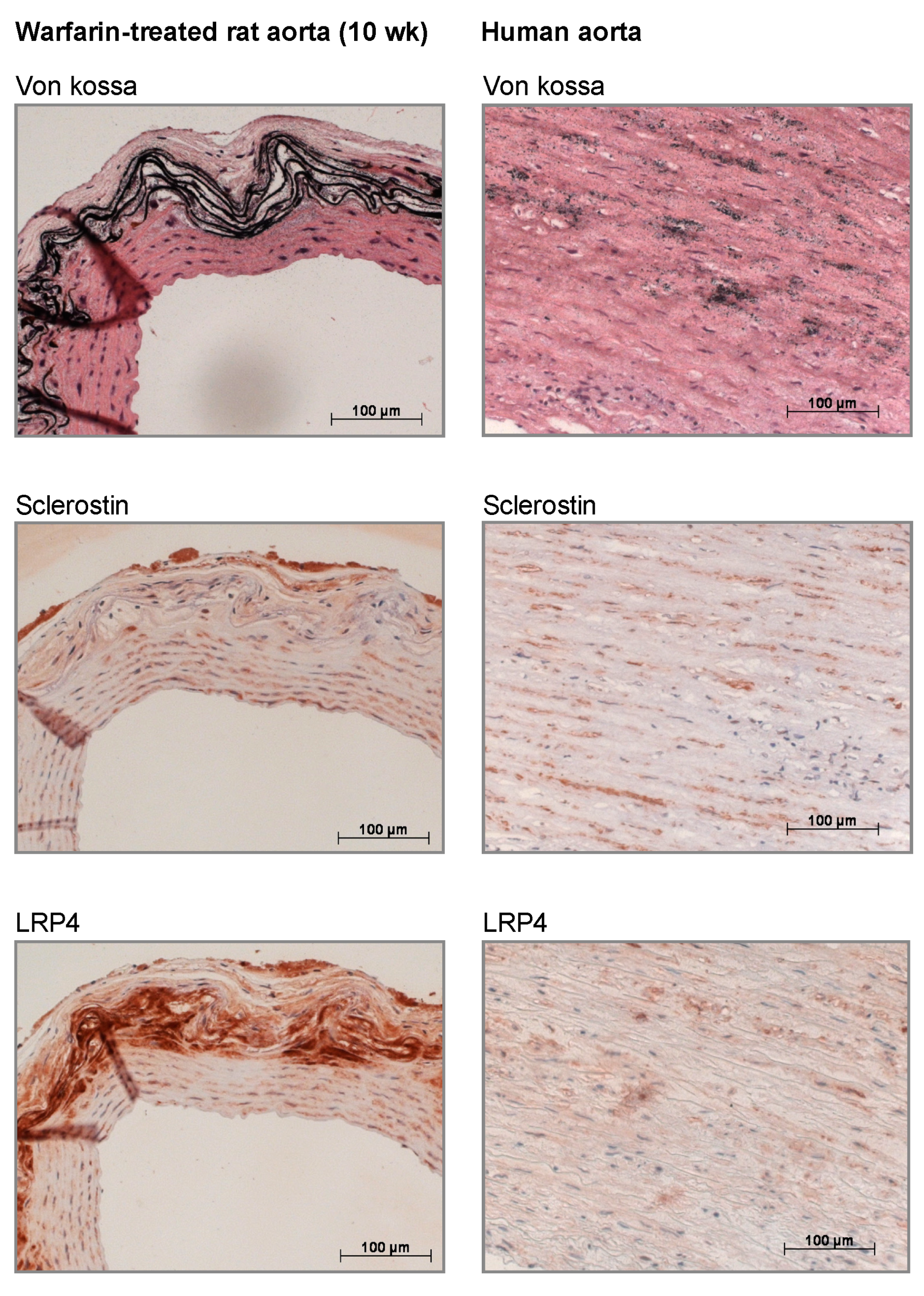Toxins 11 00428 g006