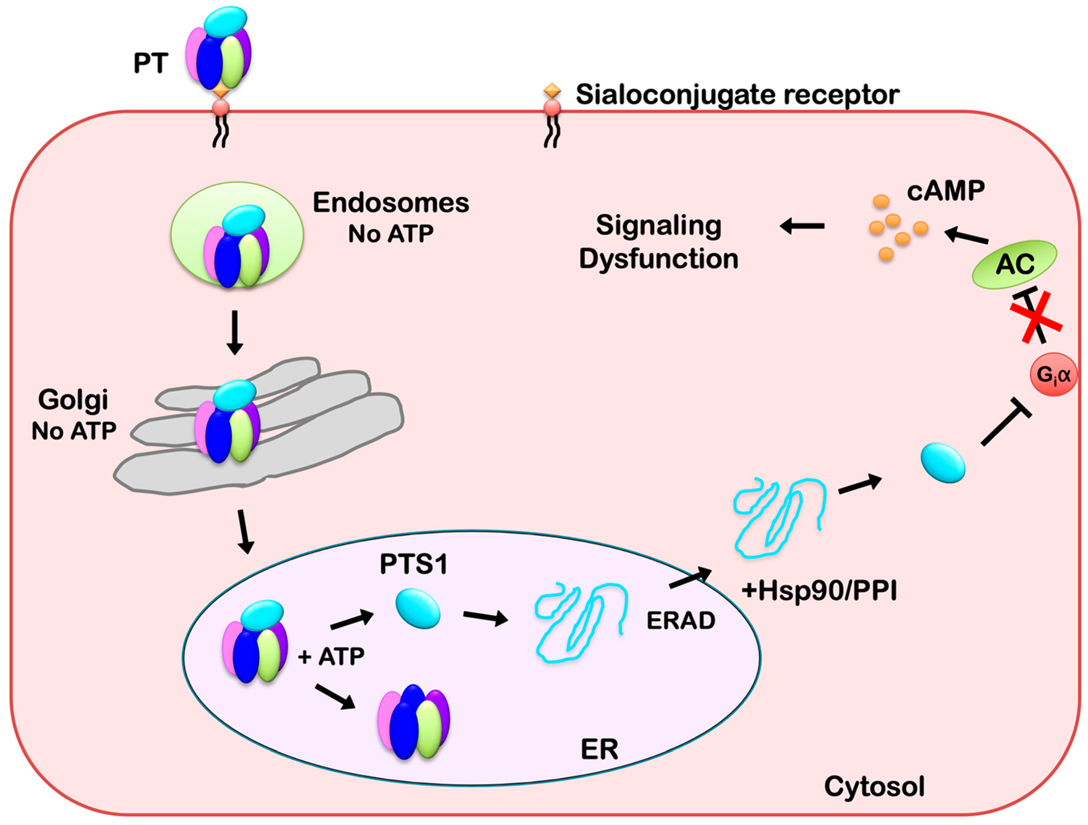 Toxins  Free FullText  Intracellular Trafficking and Translocation