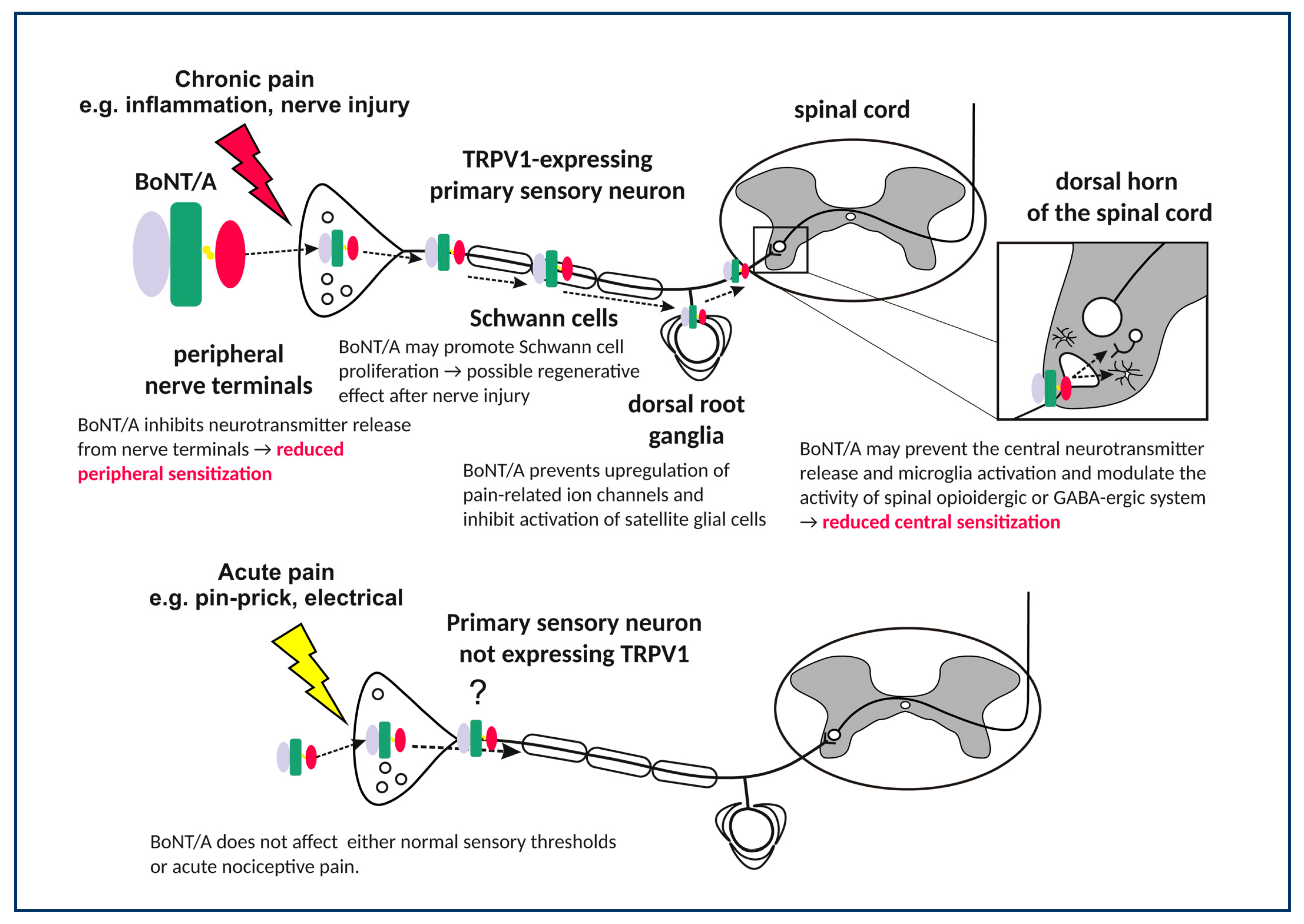 Toxins | Free Full-Text | Mechanisms of Botulinum Toxin Type A Action on  Pain