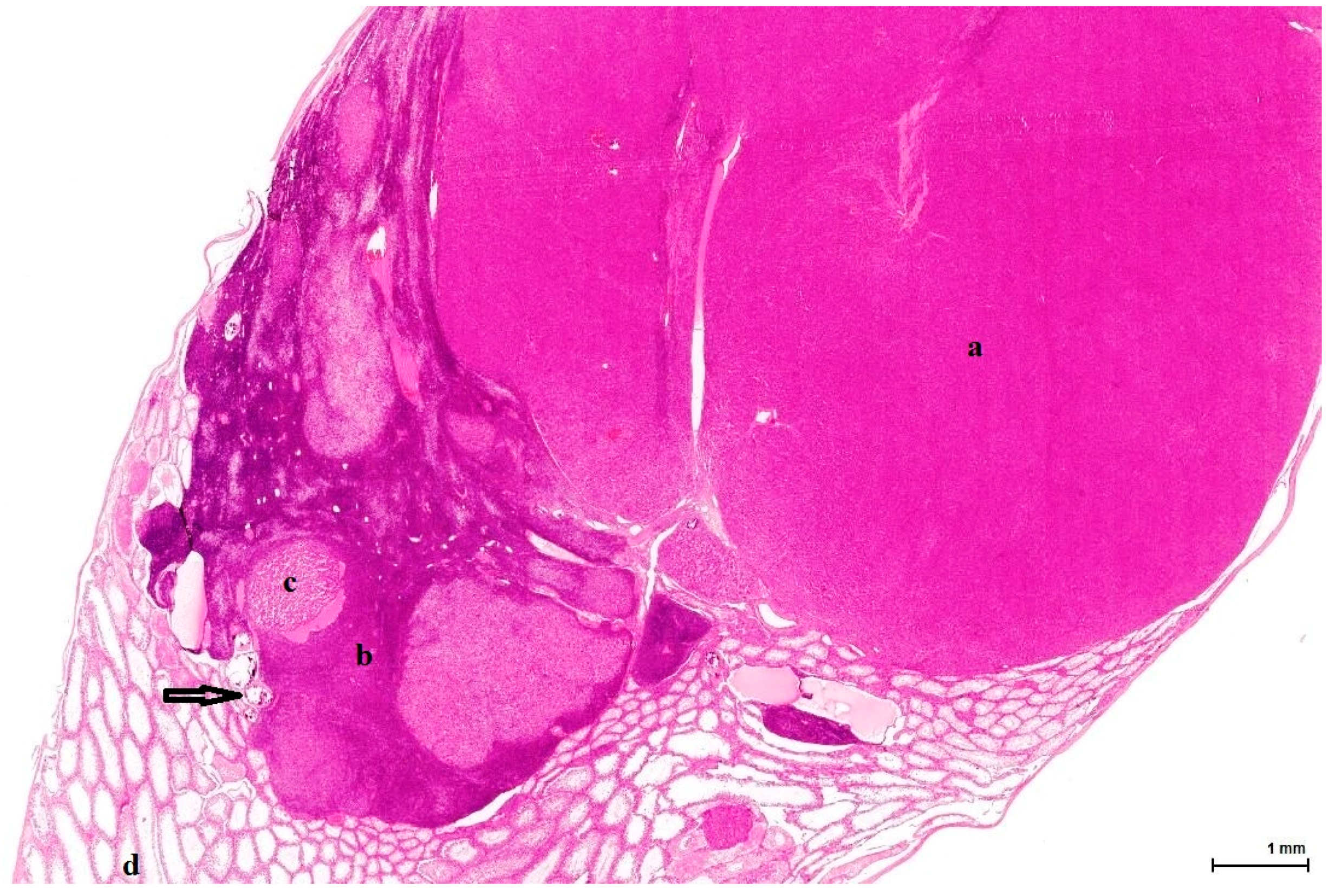 Toxins 11 00480 g001