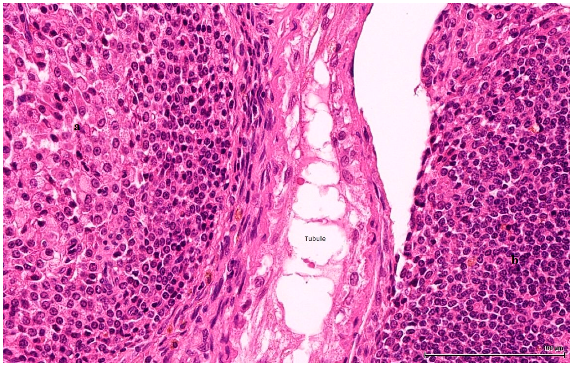 Toxins 11 00480 g003