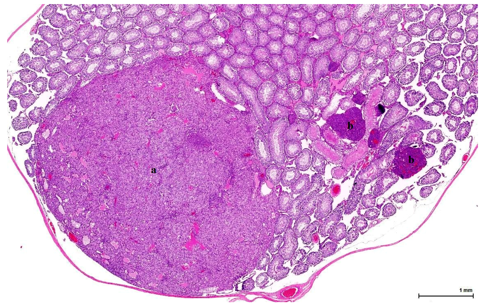 Toxins 11 00480 g004