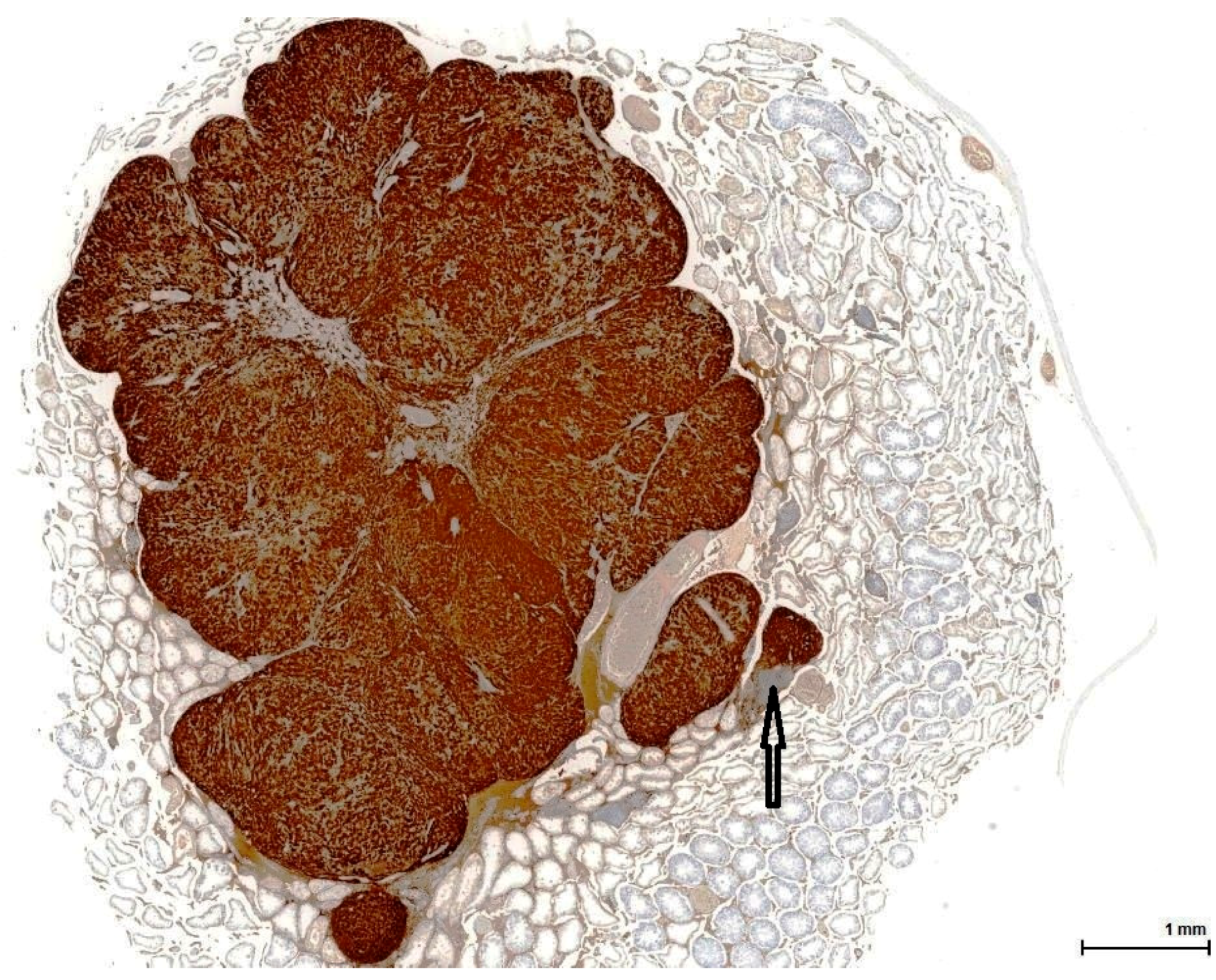 Toxins 11 00480 g005