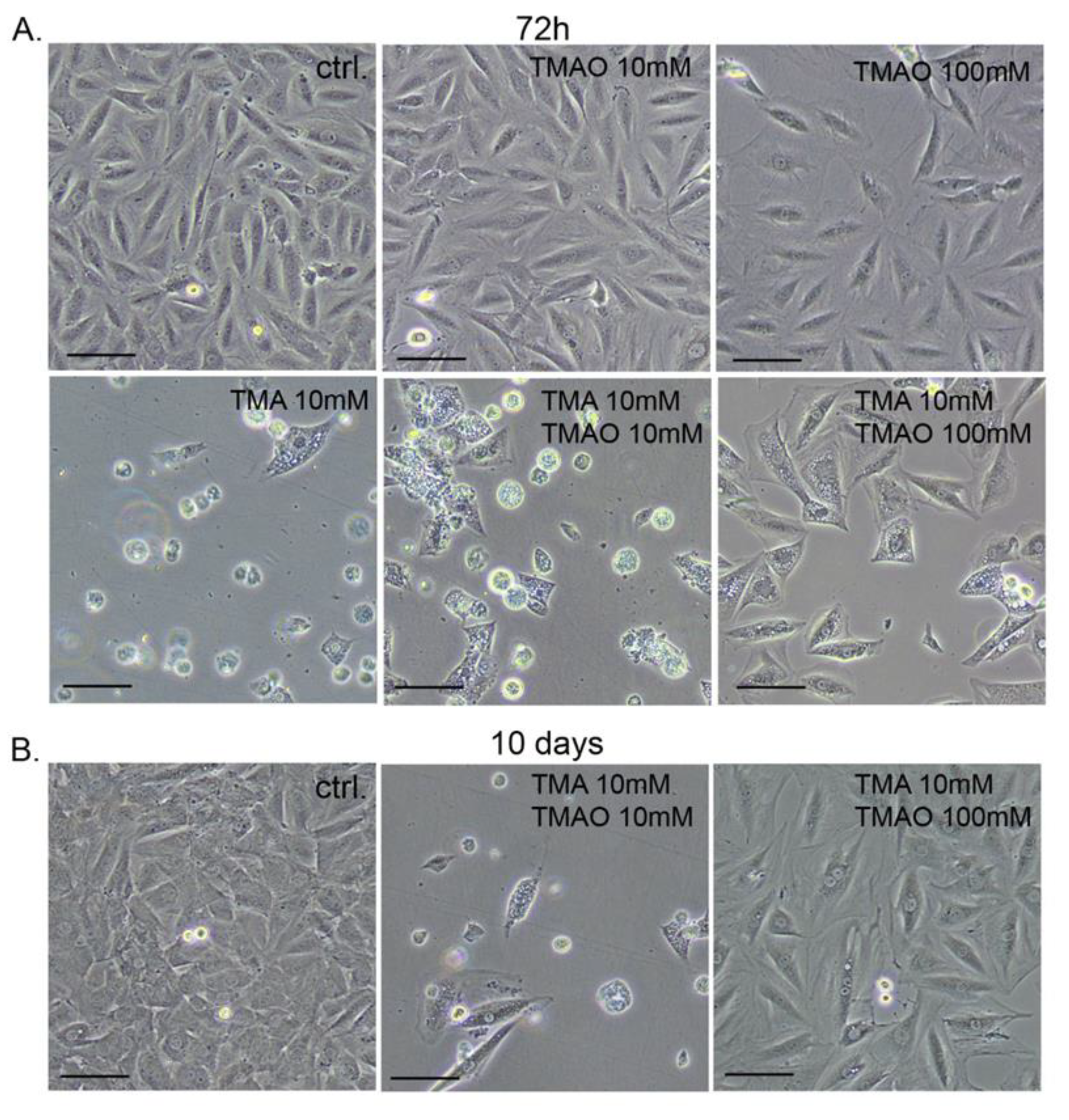 Toxins 11 00490 g004