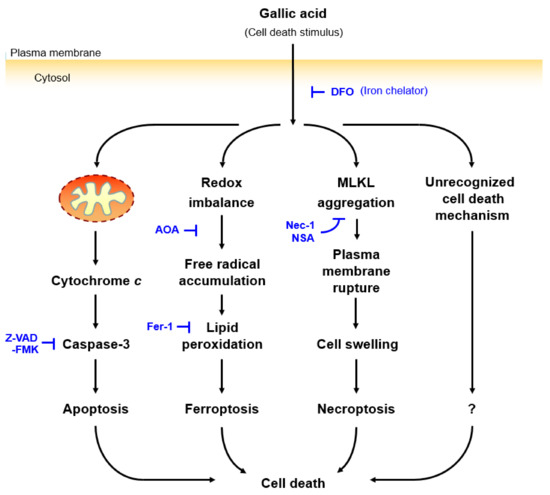 Toxins Free FullText Gallic Acid Triggers Iron