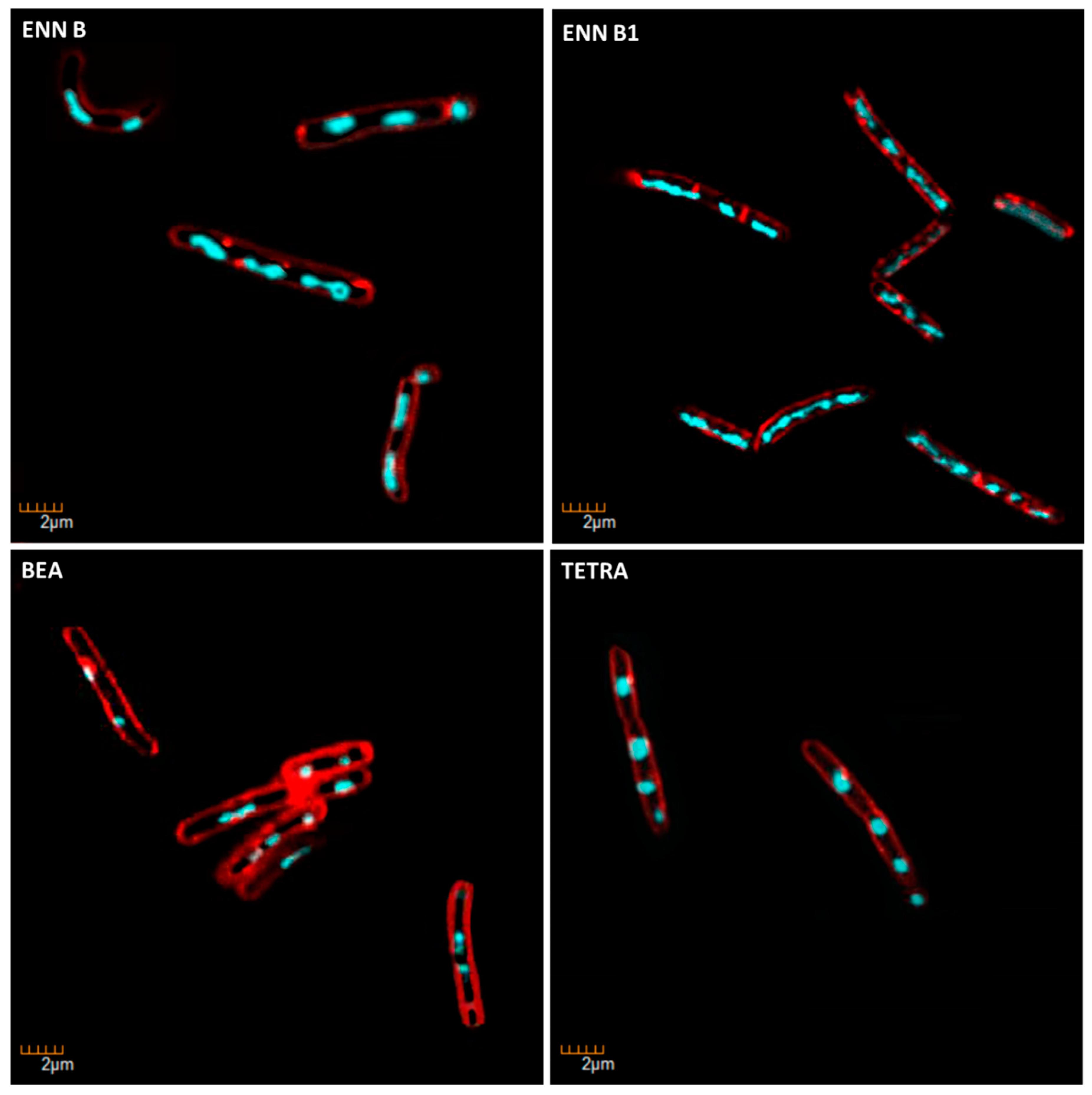 Toxins 11 00514 g013