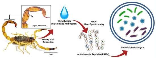 Toxins Free Full Text Serrulin A Glycine Rich Bioactive Peptide From The Hemolymph Of The Yellow Tityus Serrulatus Scorpion Html