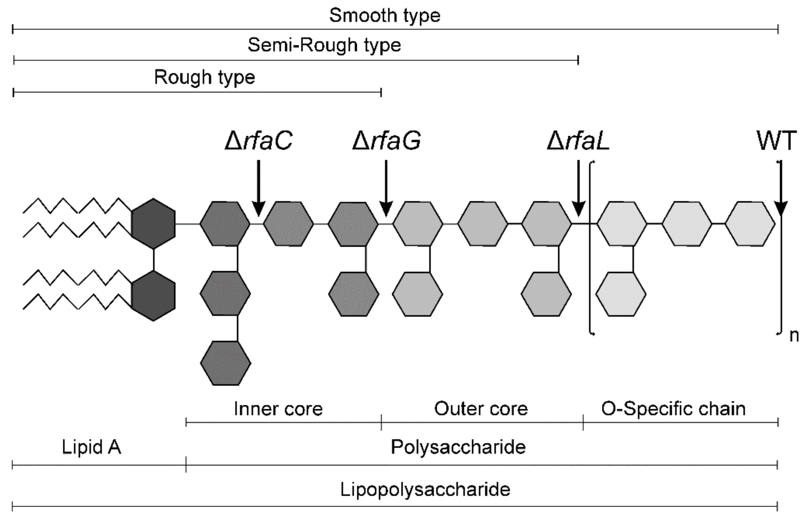 Matematisk overflade kromatisk Toxins | Free Full-Text | Impact of the Lipopolysaccharide Chemotype of  Salmonella Enterica Serovar Typhimurium on Virulence in Gnotobiotic Piglets