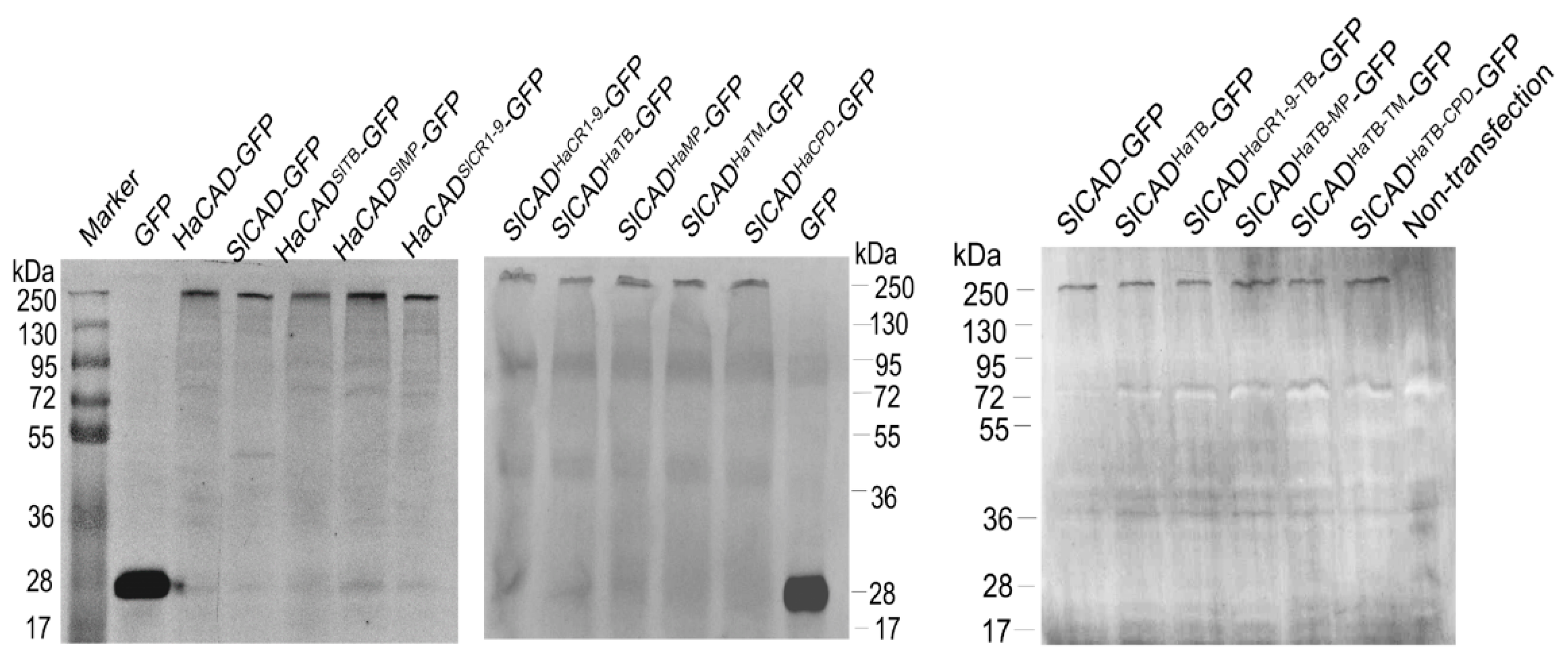 Toxins 11 00538 g004 550